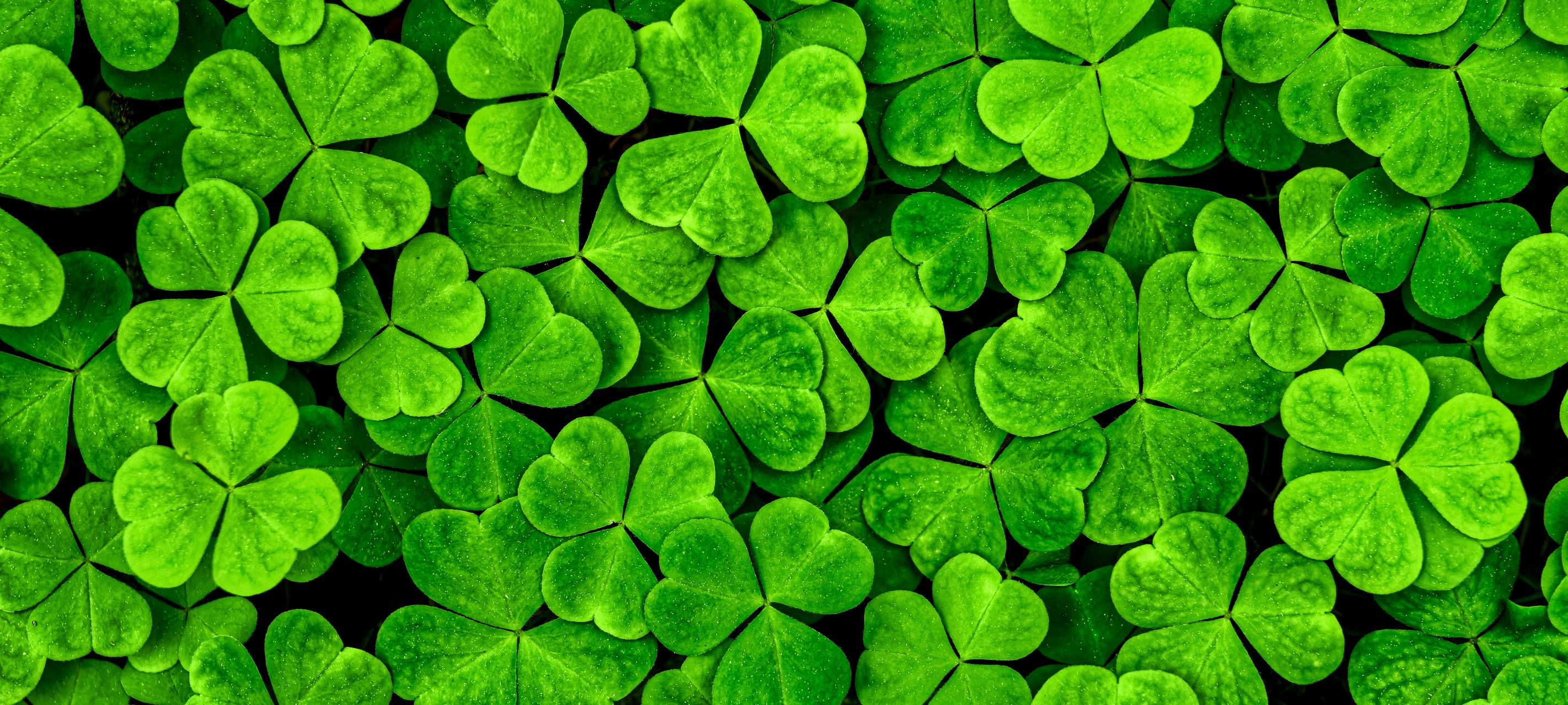 Jede Menge Klees - als Symbol für Glück.