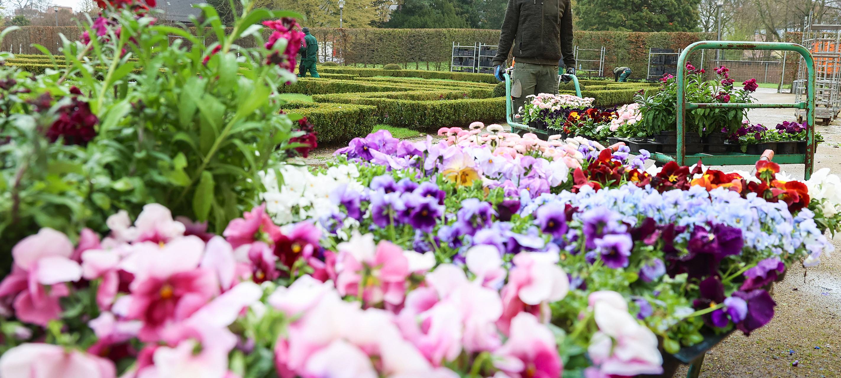 Frühlingsblumen werden in Düsseldorf gesetzt