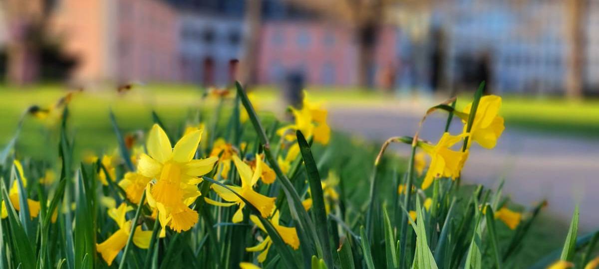 Detailaufnahme von Frühlingsboten. Blumen mit Gelben Blüten blühen.