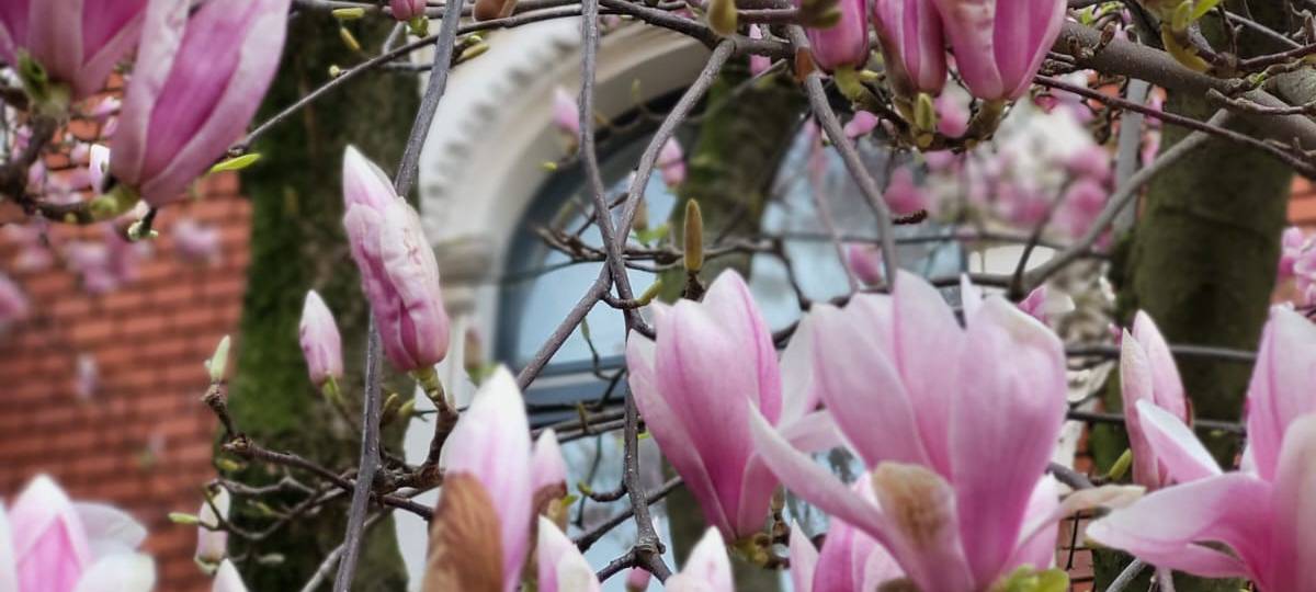 Düsseldorfer Wetterbilanz: März zu nass und zu mild