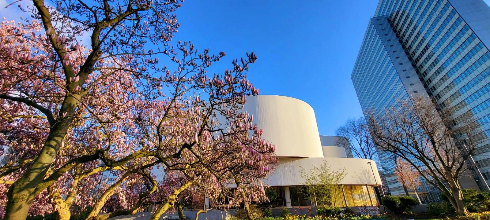 Blühende Kirschbäume am Düssedorfer Schauspielhaus im Hofgarten.
