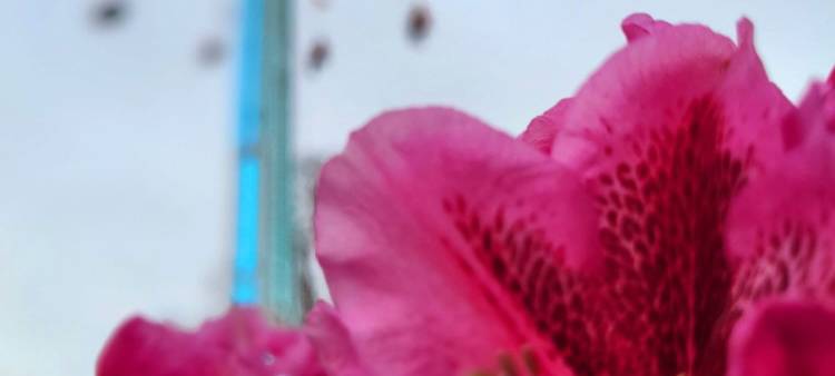 Ein 40 Meter hoher Kettenflieger auf der Osterkirmes auf dem Staufenplatz.