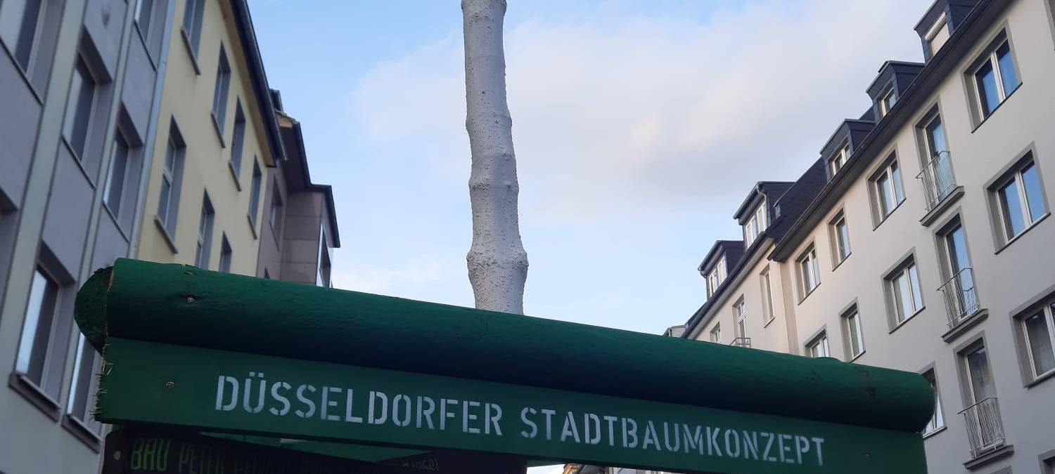 Ein neugeplanzter Baum. Eine Umrandung zeigt die Aufschrift "Düsseldorfer Stadtbaumkonzept"