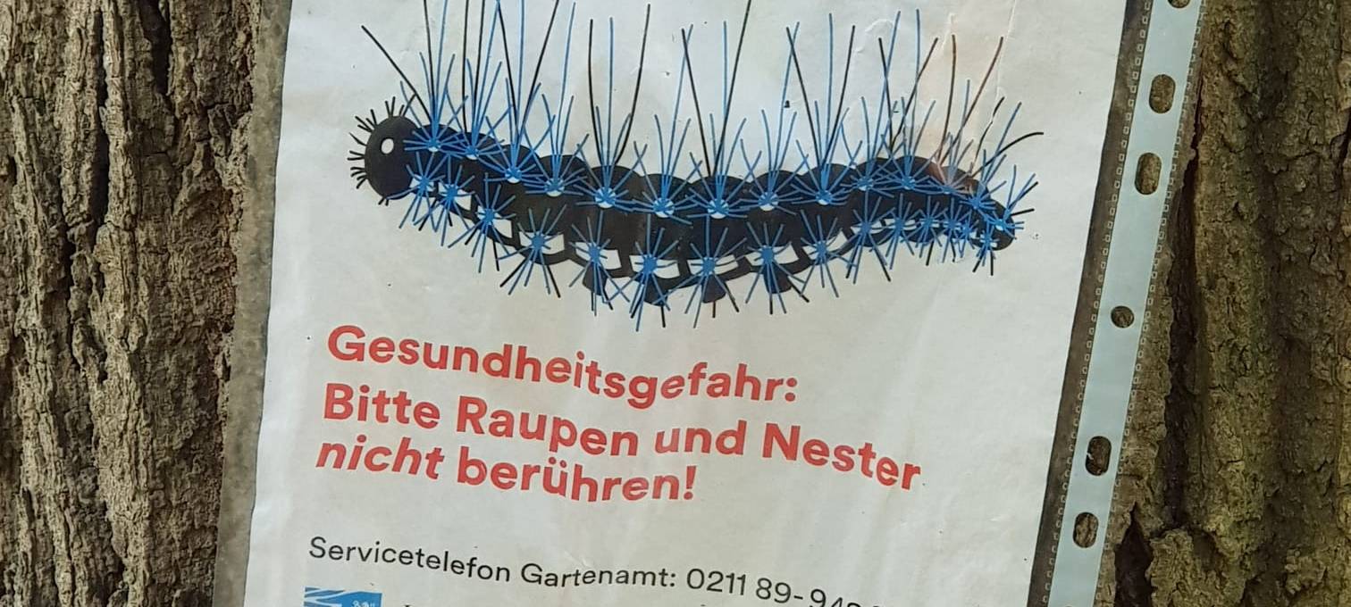 Ein Warnschild mit der Eichenprozessionsspinnerraupe auf einem Baum.