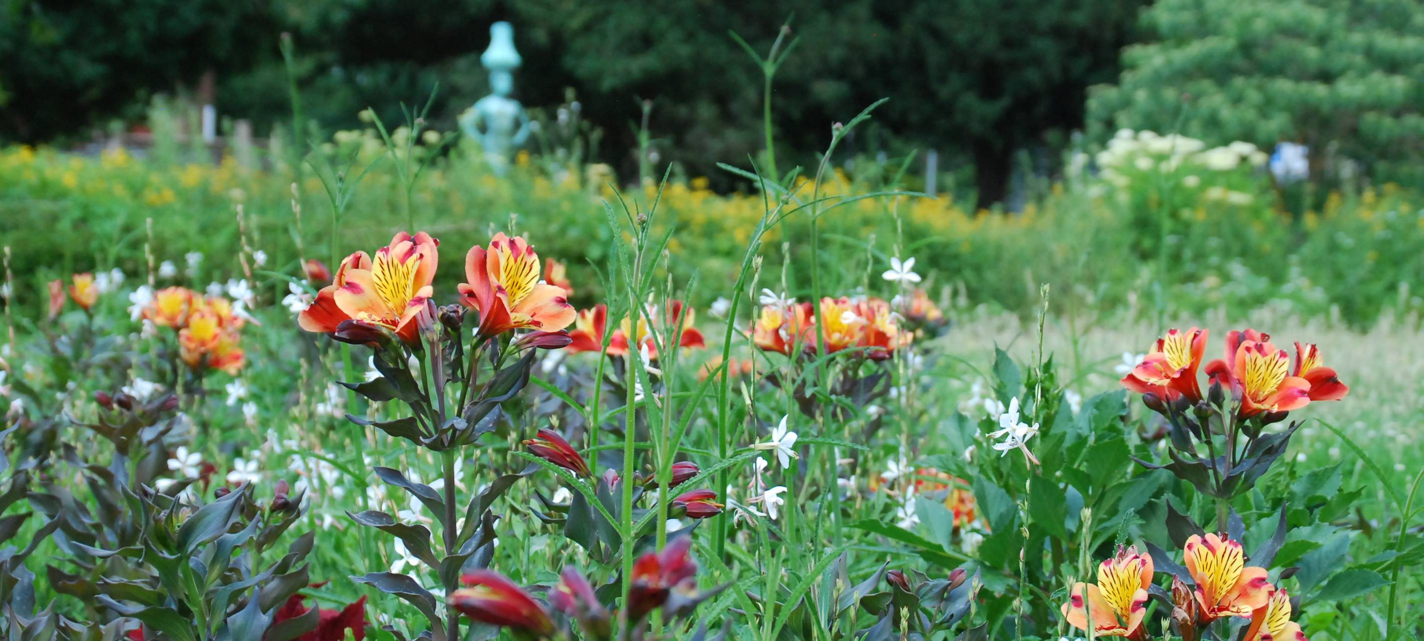 Düsseldorf mit "Blühwiesenstrategie"