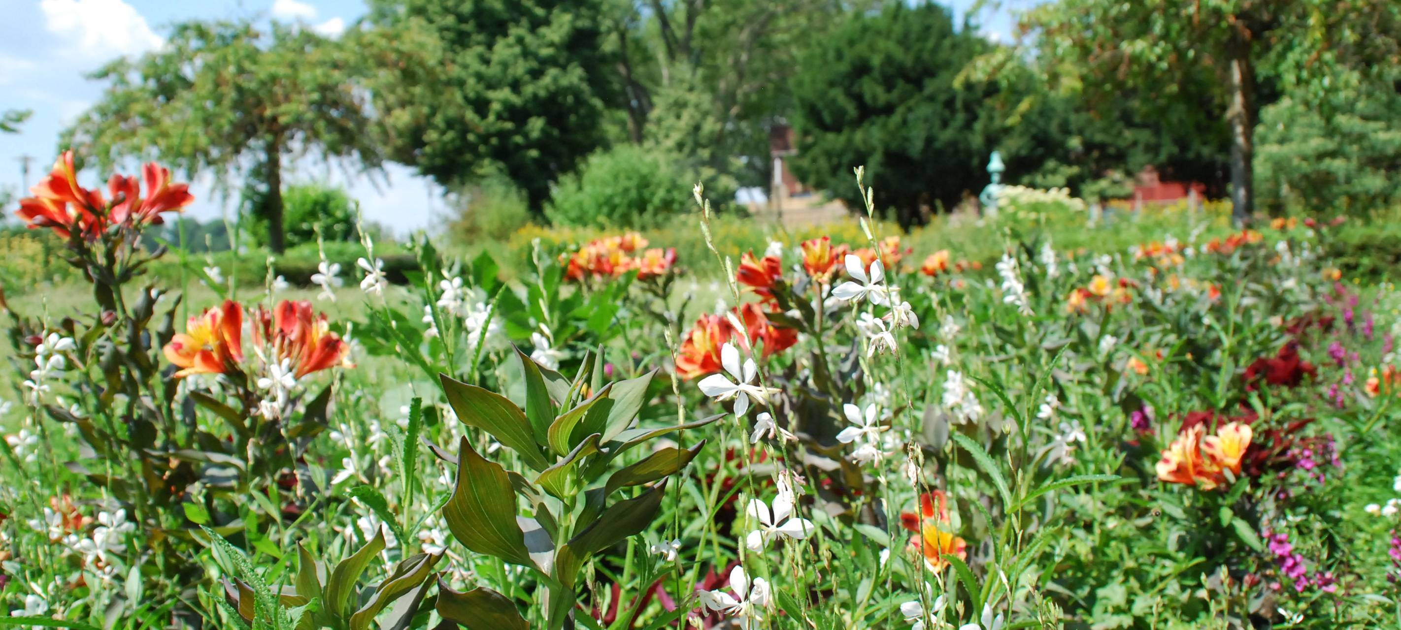 Neue Blumen für Düsseldorf