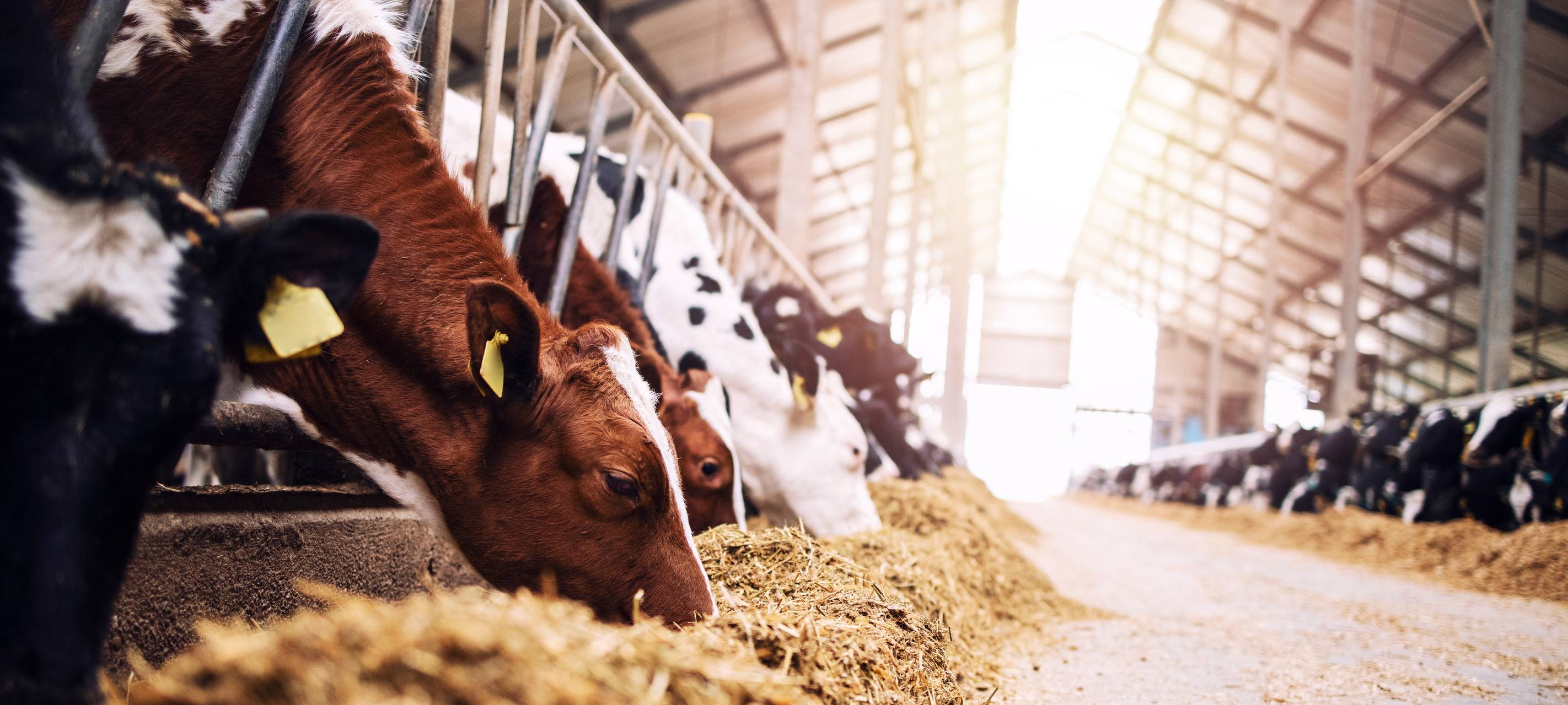 Düsseldorf: Protest von Landwirten vor dem Stadttor