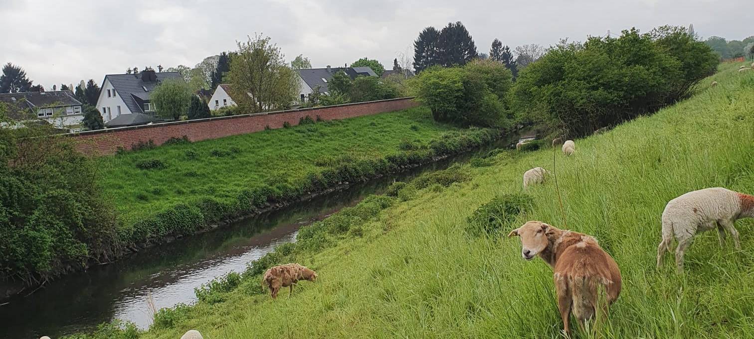 Wersten: Ein Stadtteil mit Herz und Grünflächen
