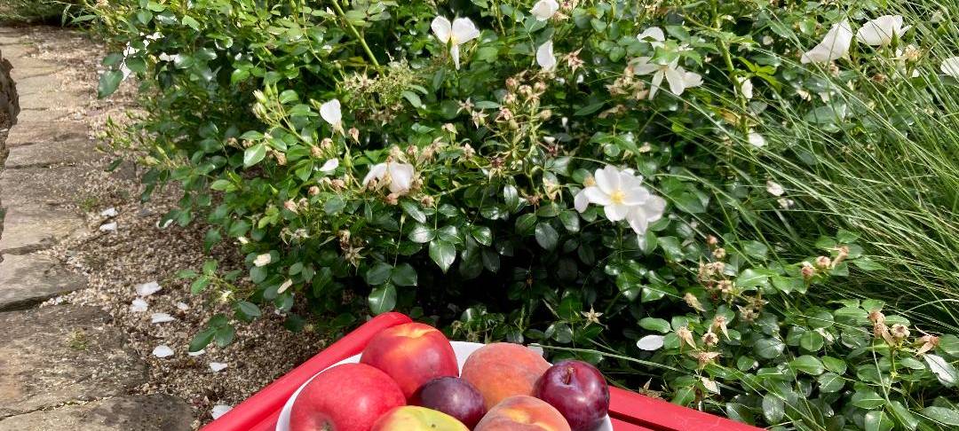 Zu sehen ist ein Obstteller mit einem Apfel und einem Pfirsich.