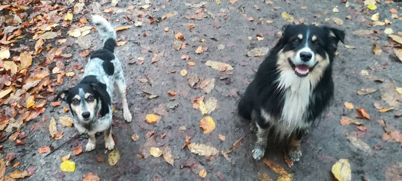 2. September 2023: Dog Walk 2023