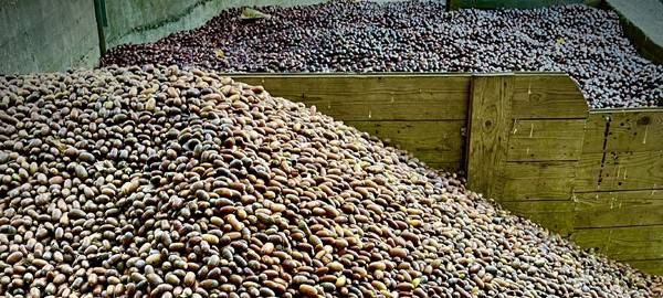 Waldfrüchte sammeln im Düsseldorfer Wildpark