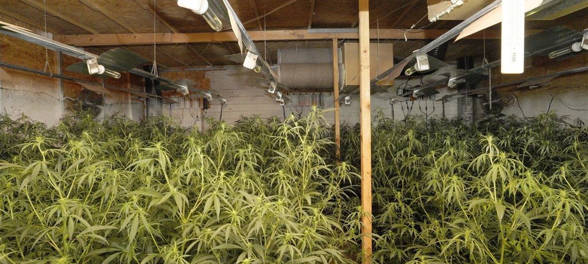 Cannabis bei der Arbeit: Düsseldorf IHK rät zu klaren Regeln