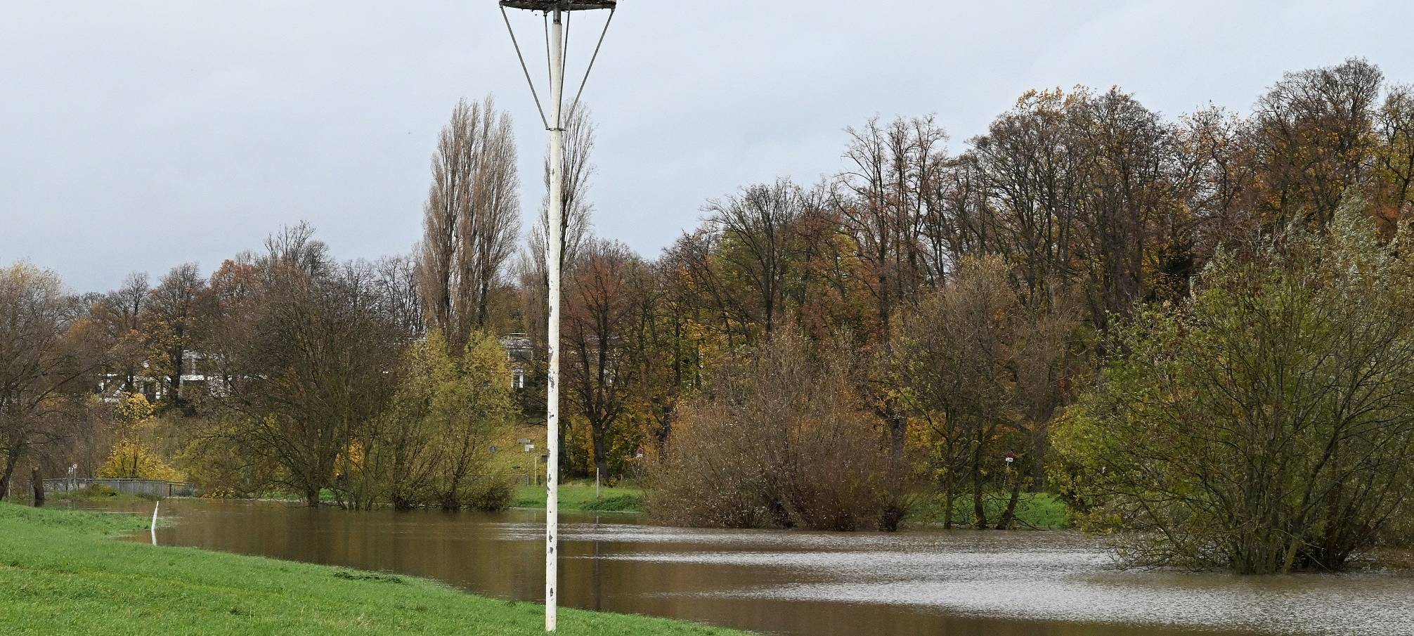 Störche, kommt nach Düsseldorf!