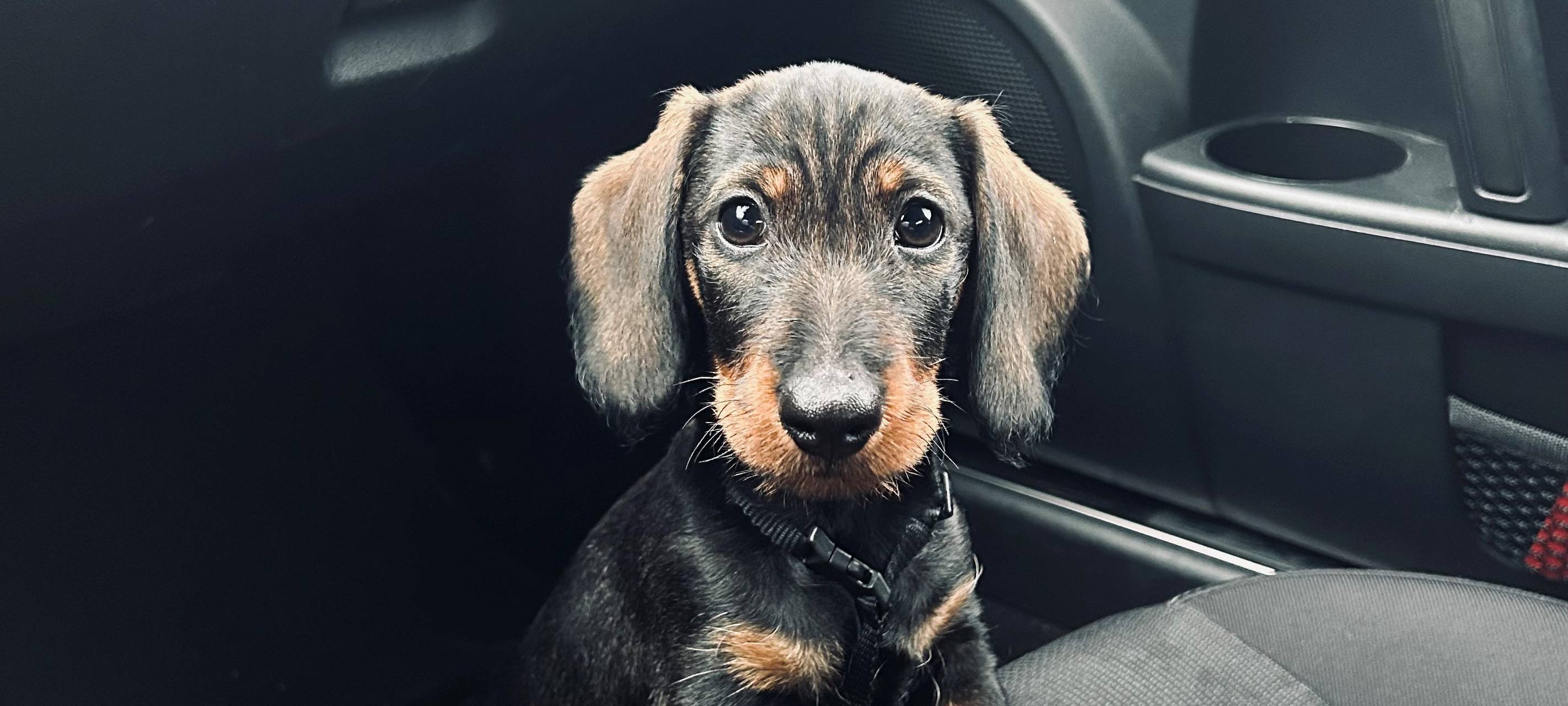 Düsseldorf: Tiere eignen sich nicht als Weihnachtsgeschenk