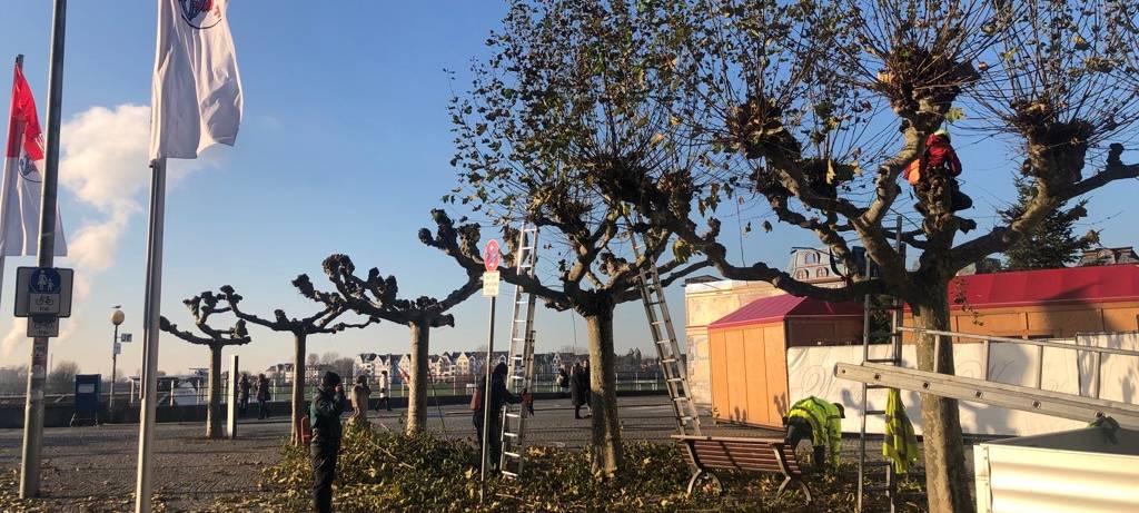 Düsseldorf: 2200 Platanen bekommen Formschnitt