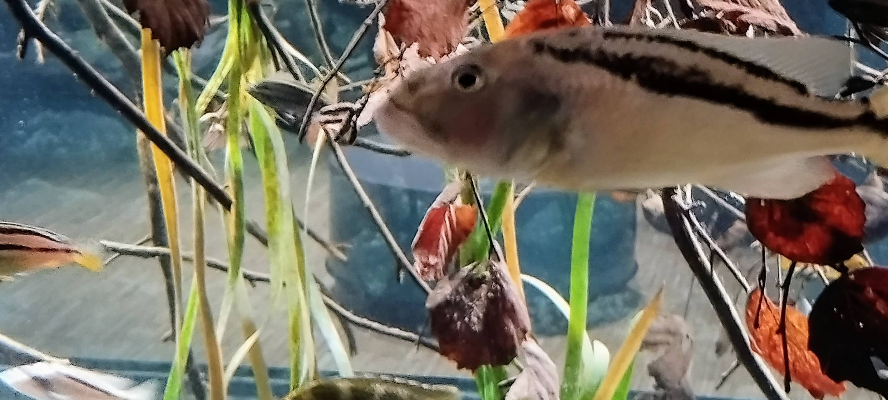 Düsseldorf: Besucherrekord im Aquazoo