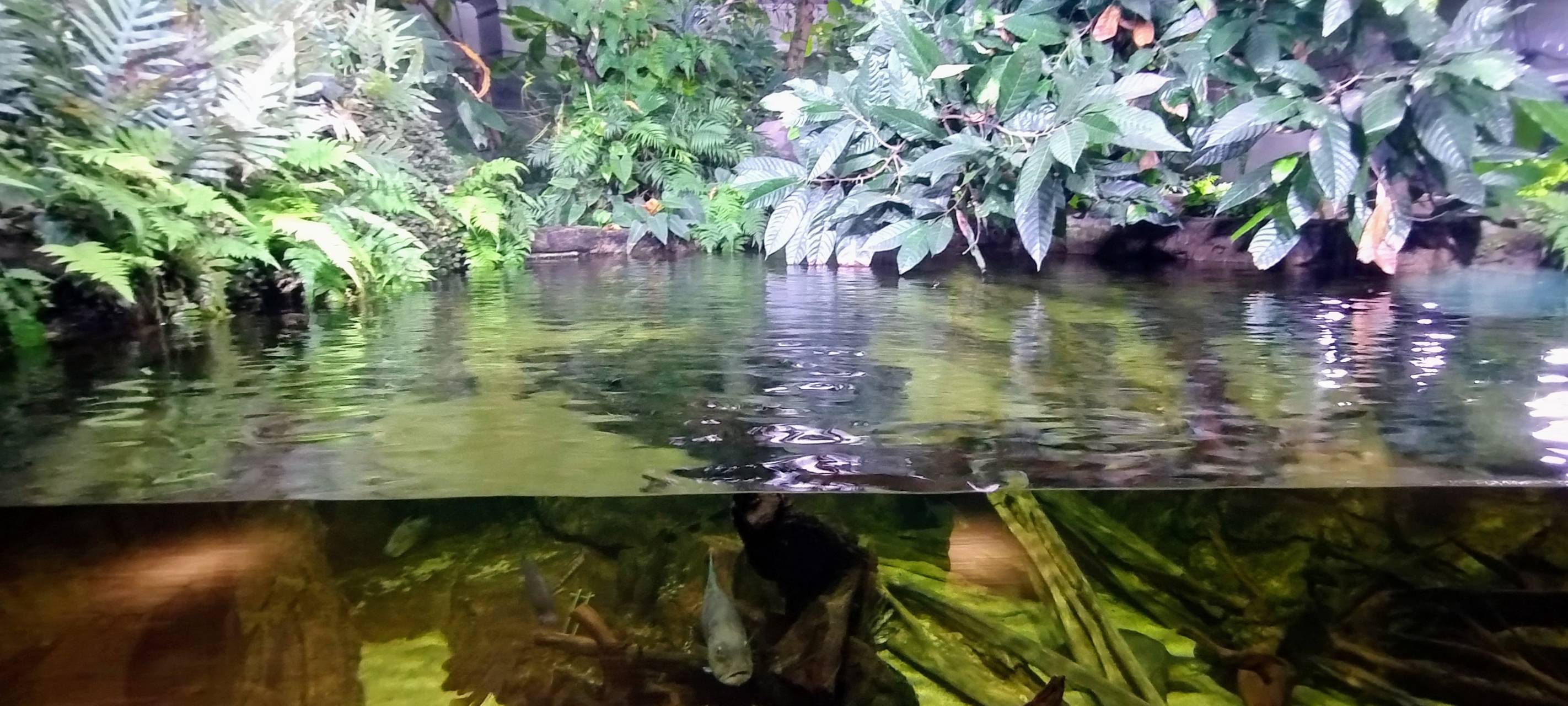 Düsseldorf: Aquazoo soll vergrößert werden