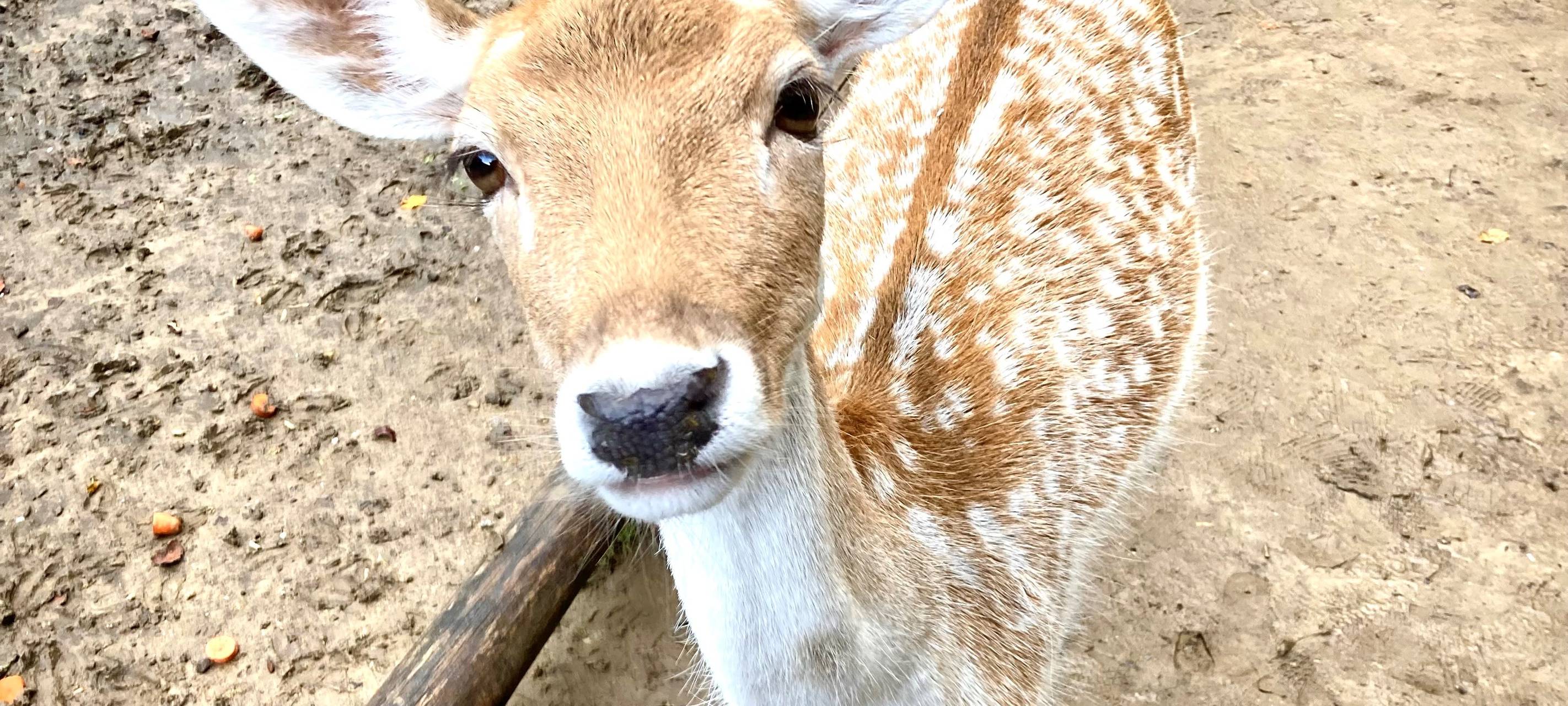 Wildpark Grafenberg wegen Eisglätte geschlossen