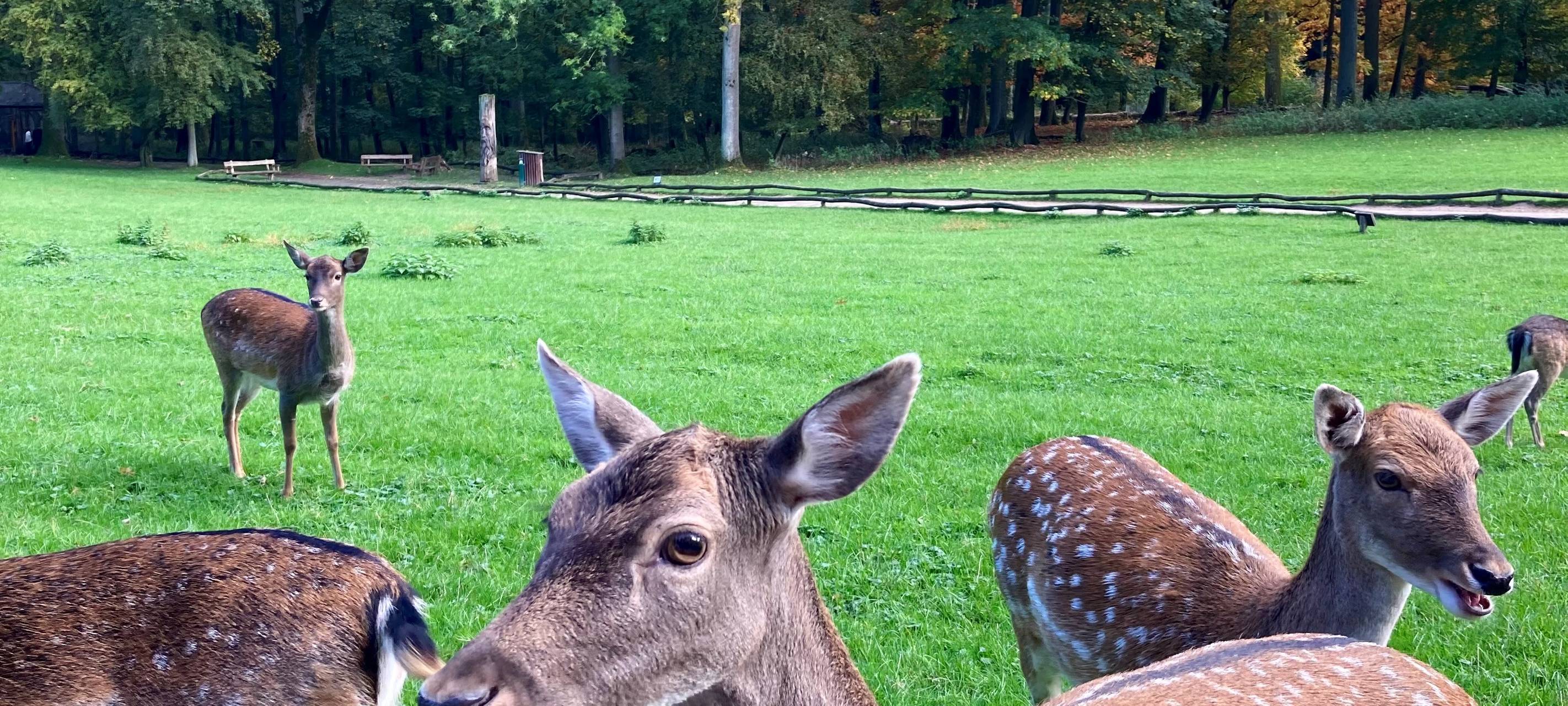 Rehe im Wildpark in Grafenberg.