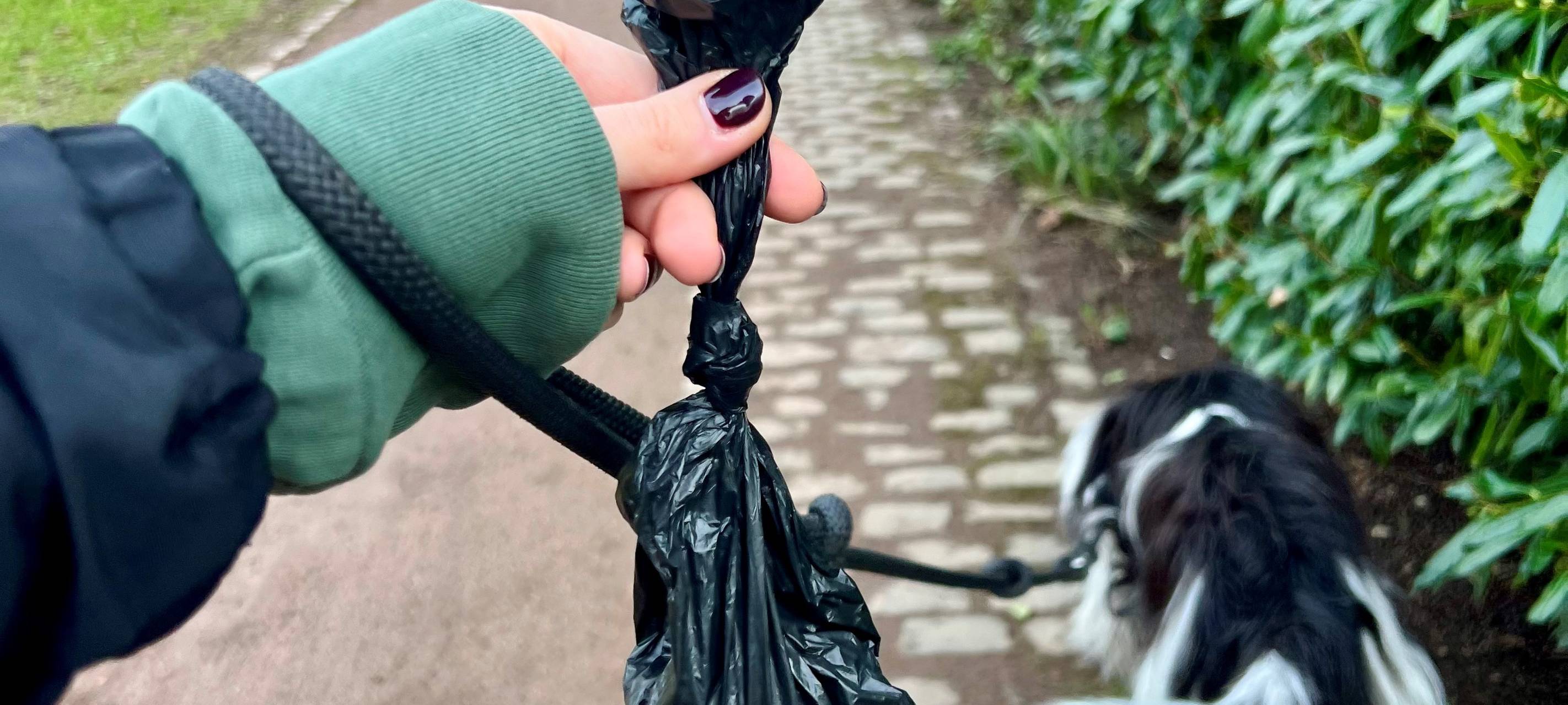 Düsseldorf: Hundekot muss entsorgt werden