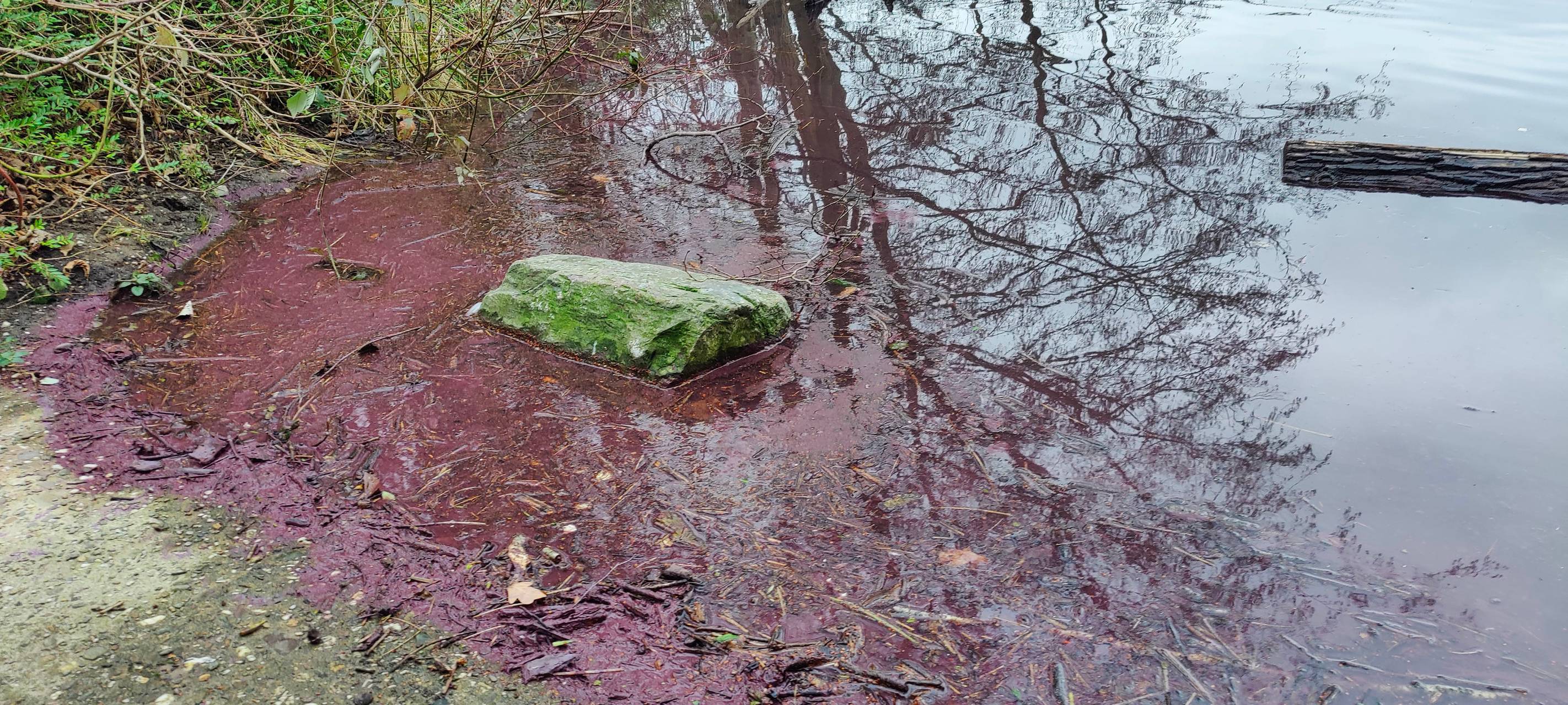 Stadt Düsseldorf warnt vor Burgunderblutalgen