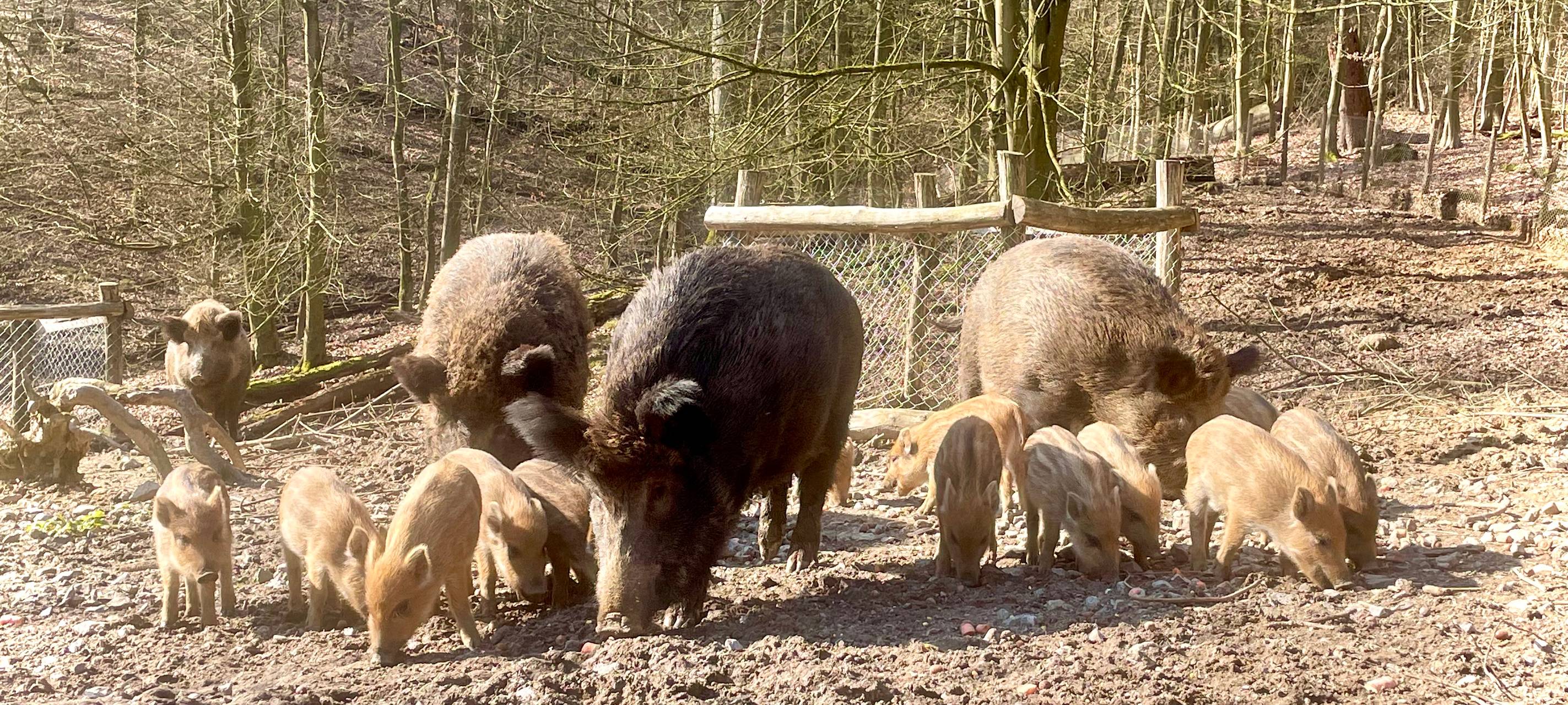 Neue Jungtiere im Düsseldorfer Wildpark