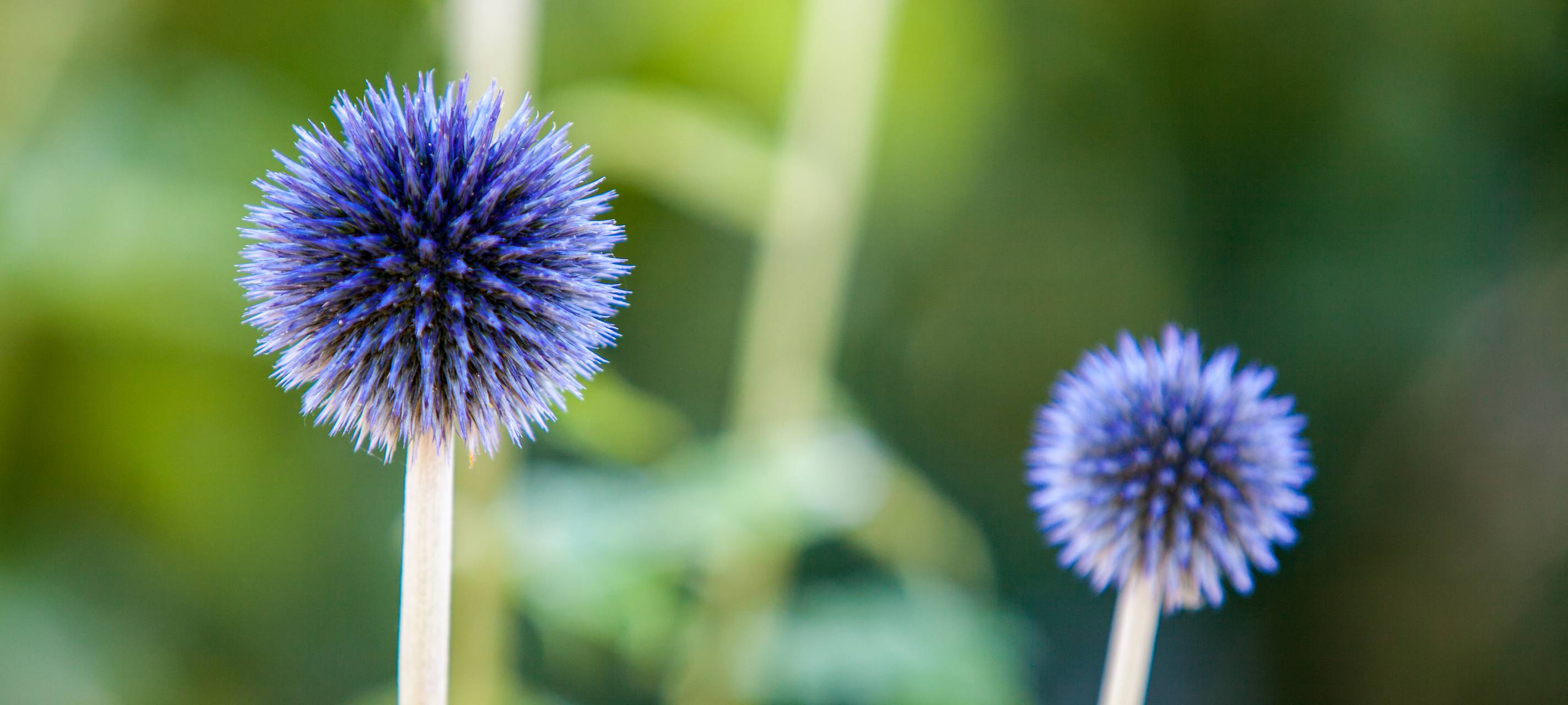 Düsseldorf: Pflanzentauschbörse im Nordpark