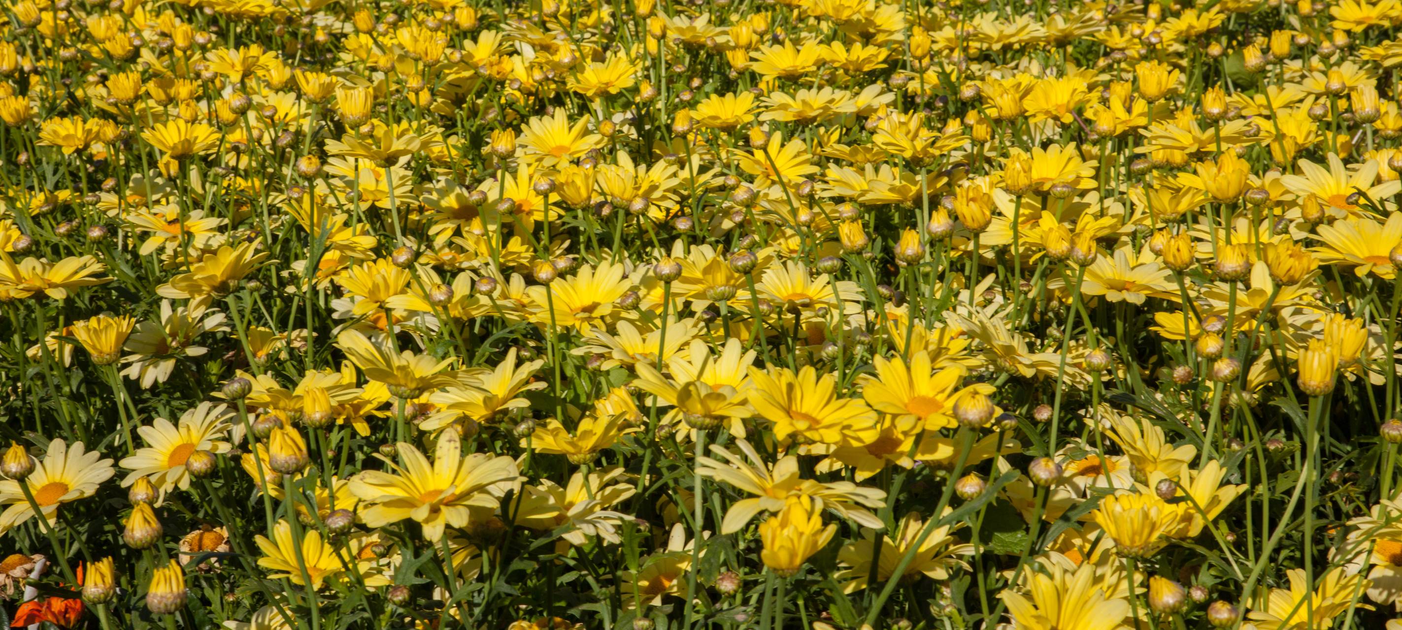 Düsseldorf-Garath soll bunter werden
