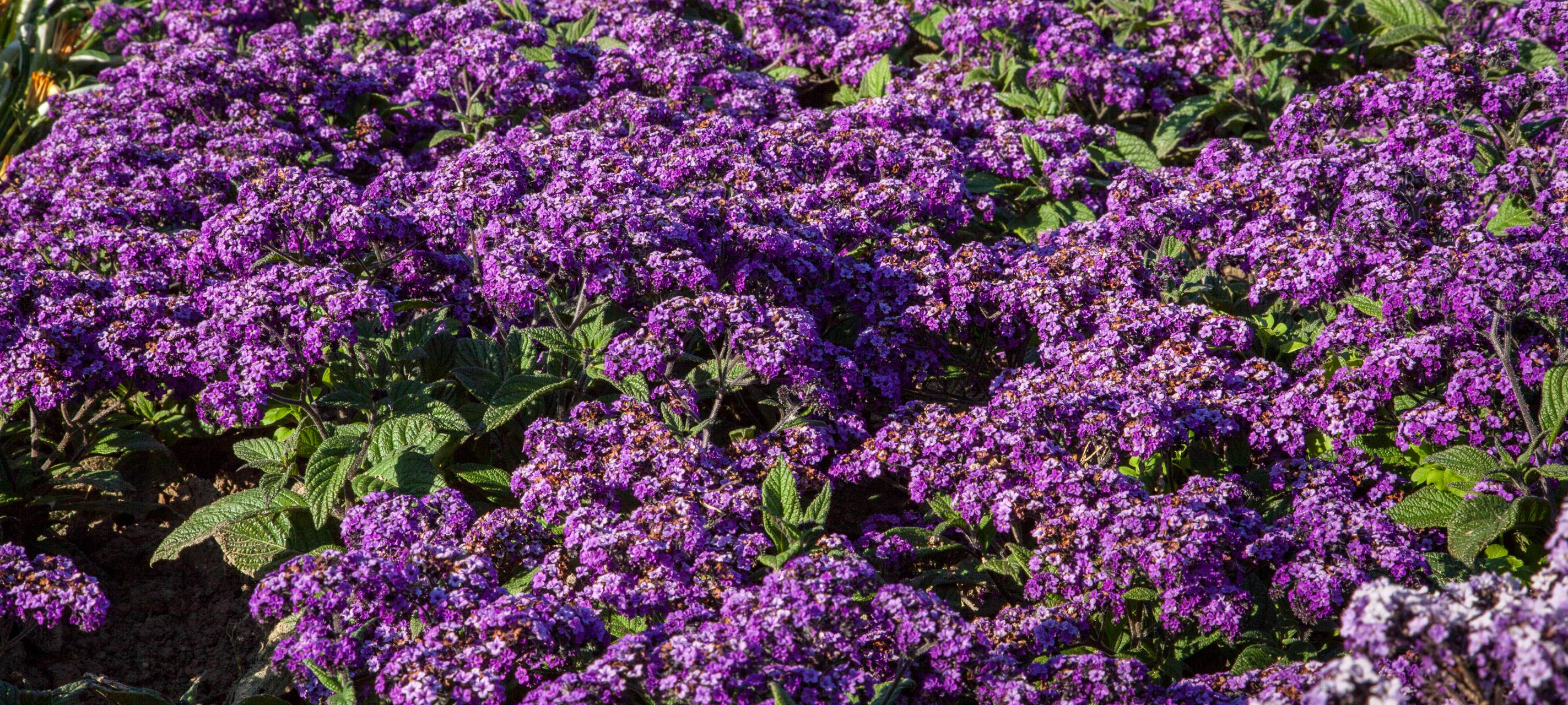 Düsseldorf - Stadt bringt Pflanzenkübel zurück