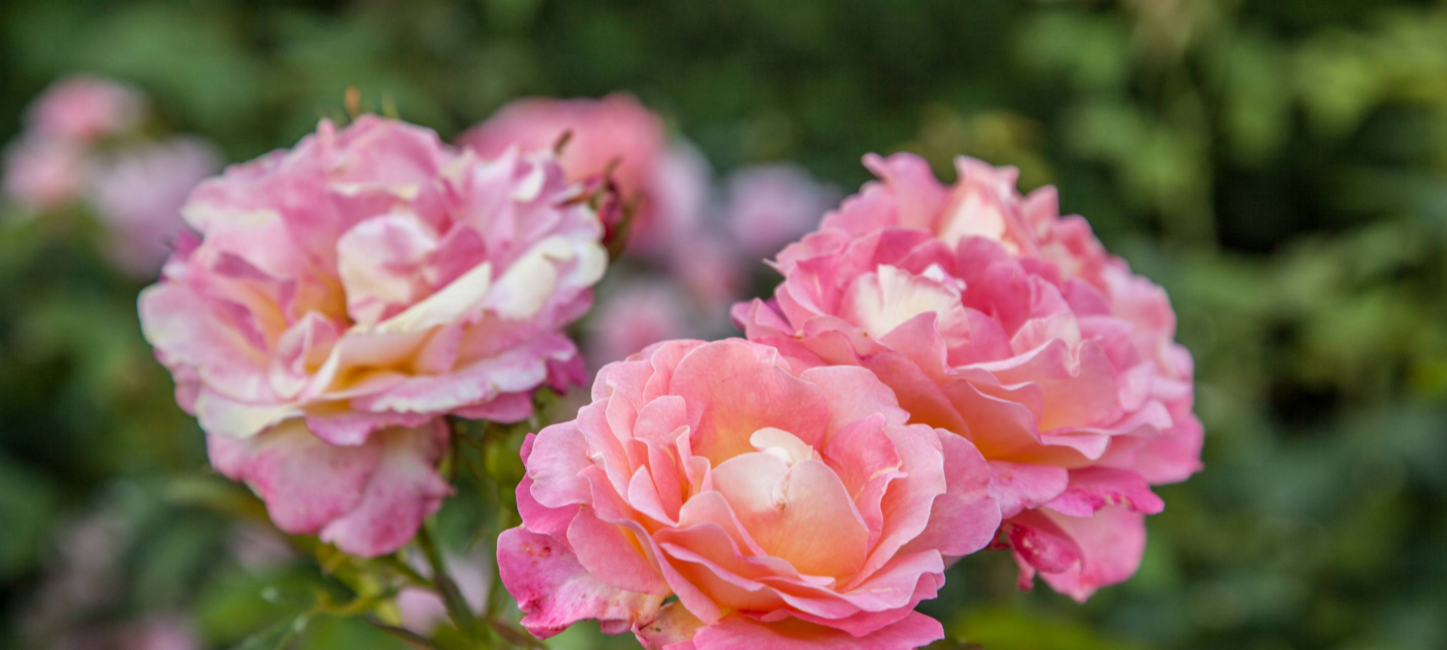 Düsseldorf: Mario Ohoven stirbt bei Verkehrsunfall