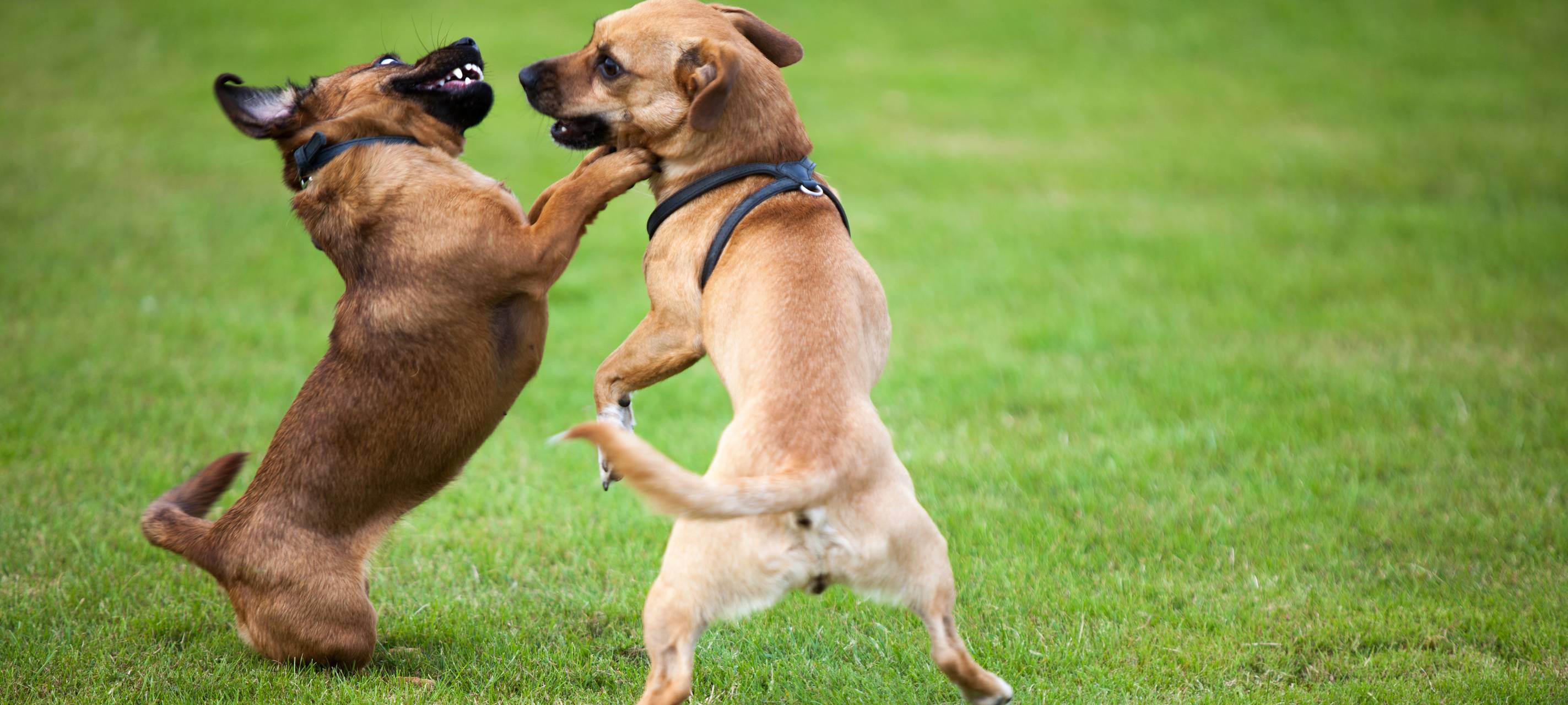 Düsseldorf: Stadt unterschreibt Vertrag für mehr Tierschutz
