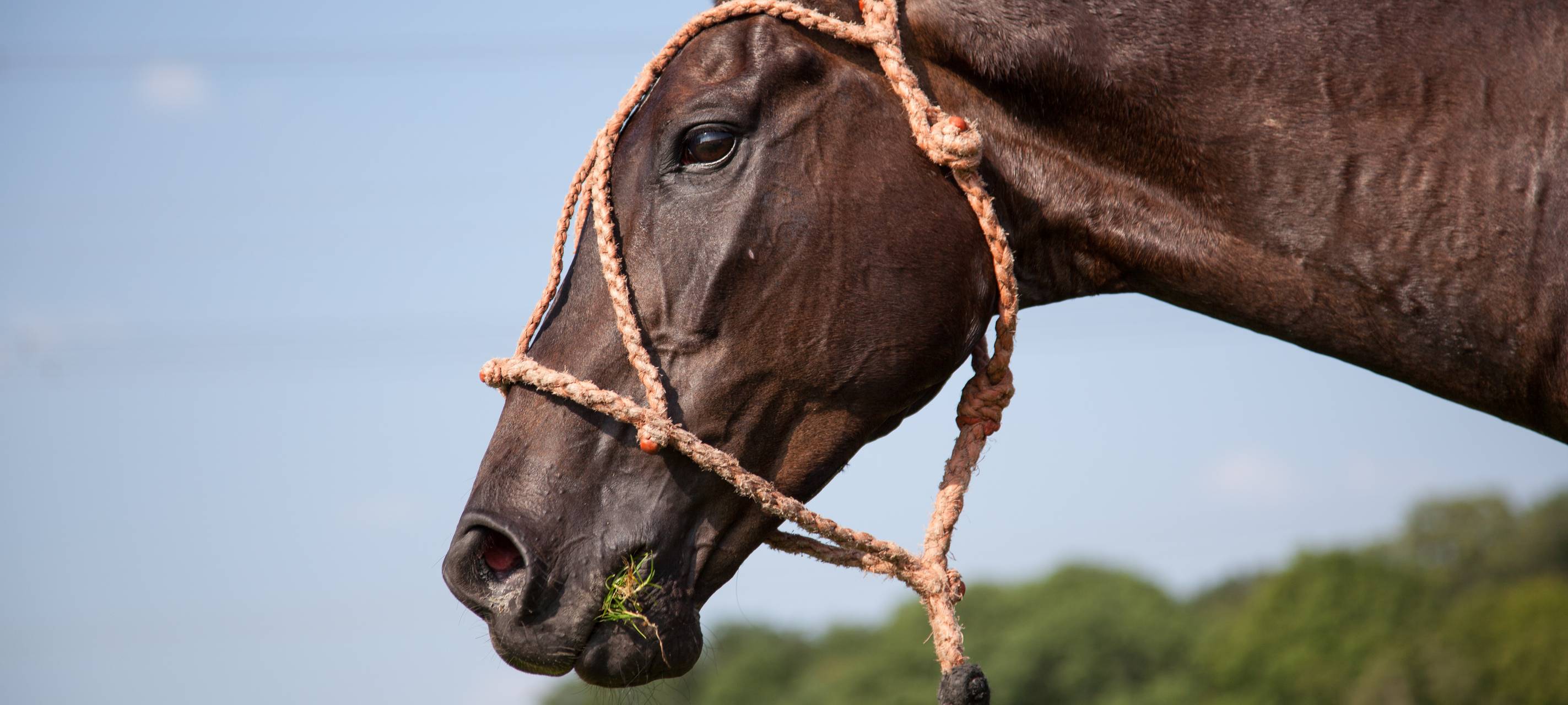 Düsseldorf - Pferdetransporter in Eller gestohlen