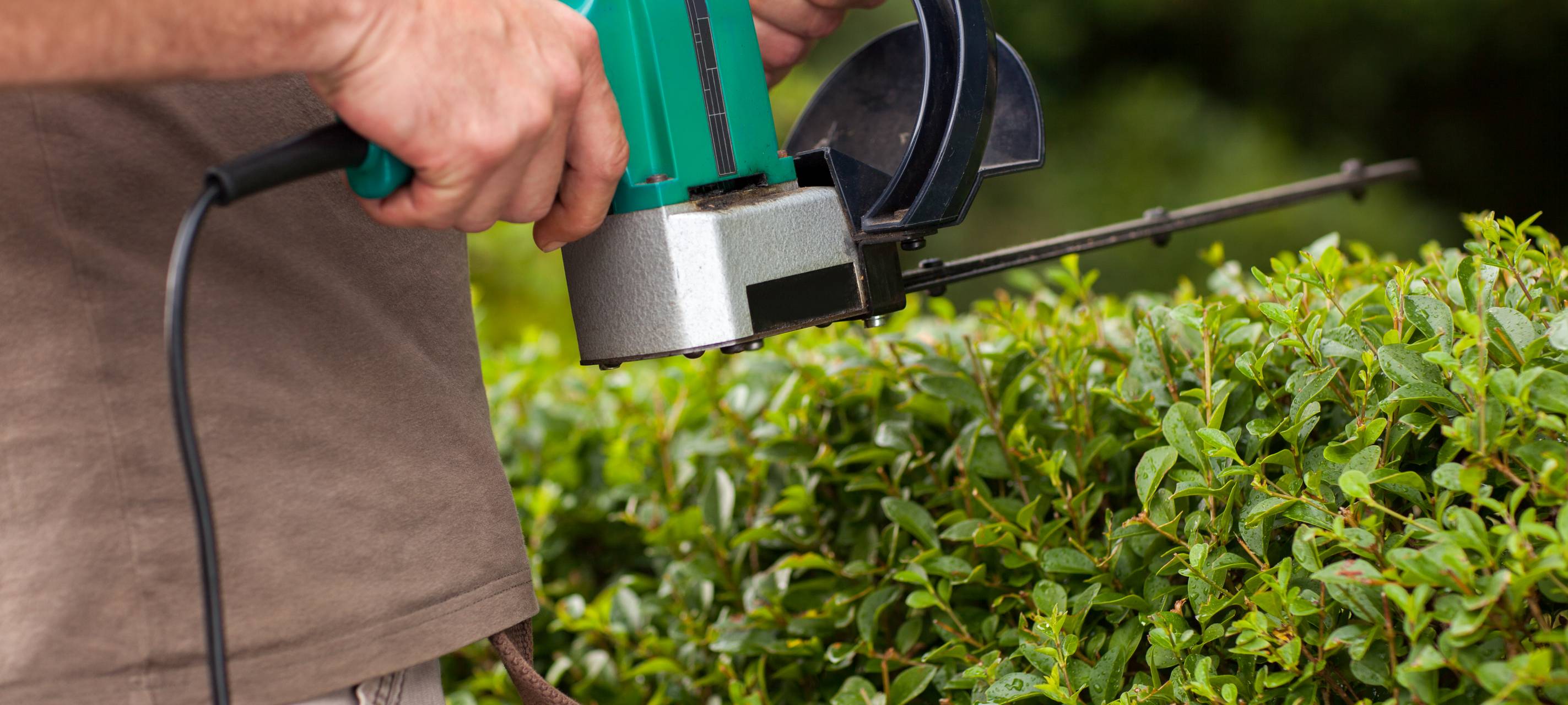 Düsseldorf: Hecken schneiden nur noch im Februar erlaubt