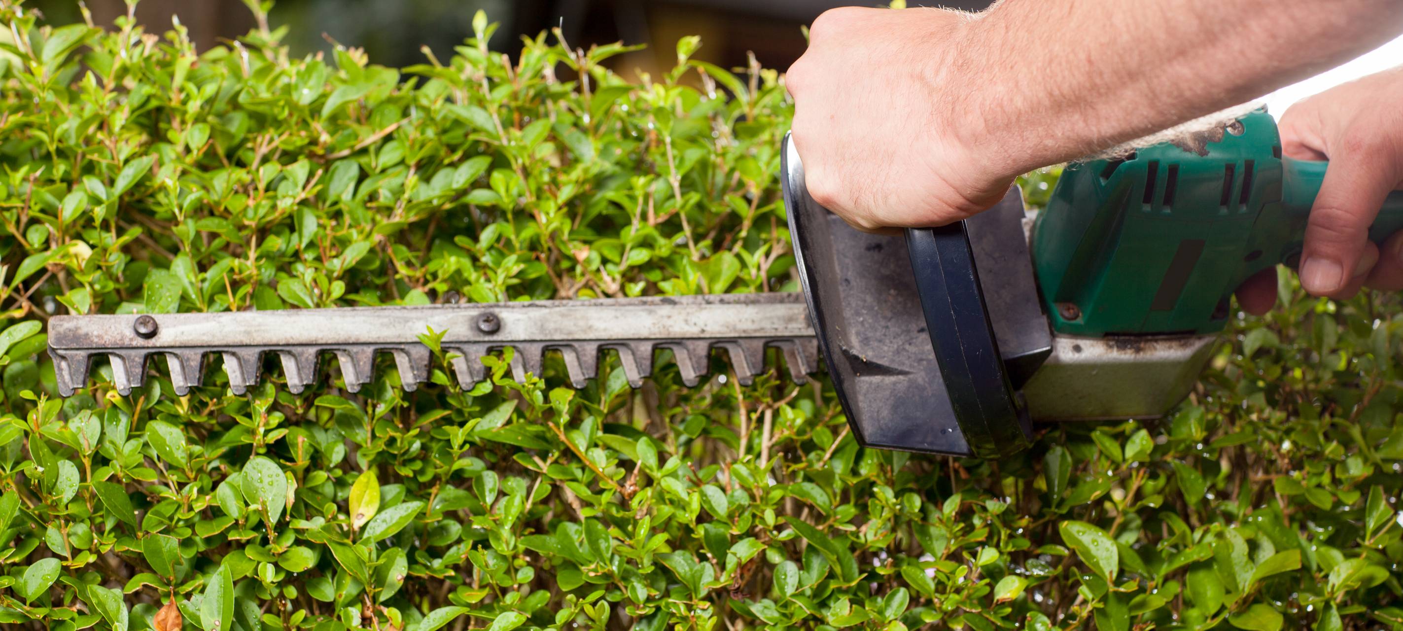 Sträucher jetzt schneiden
