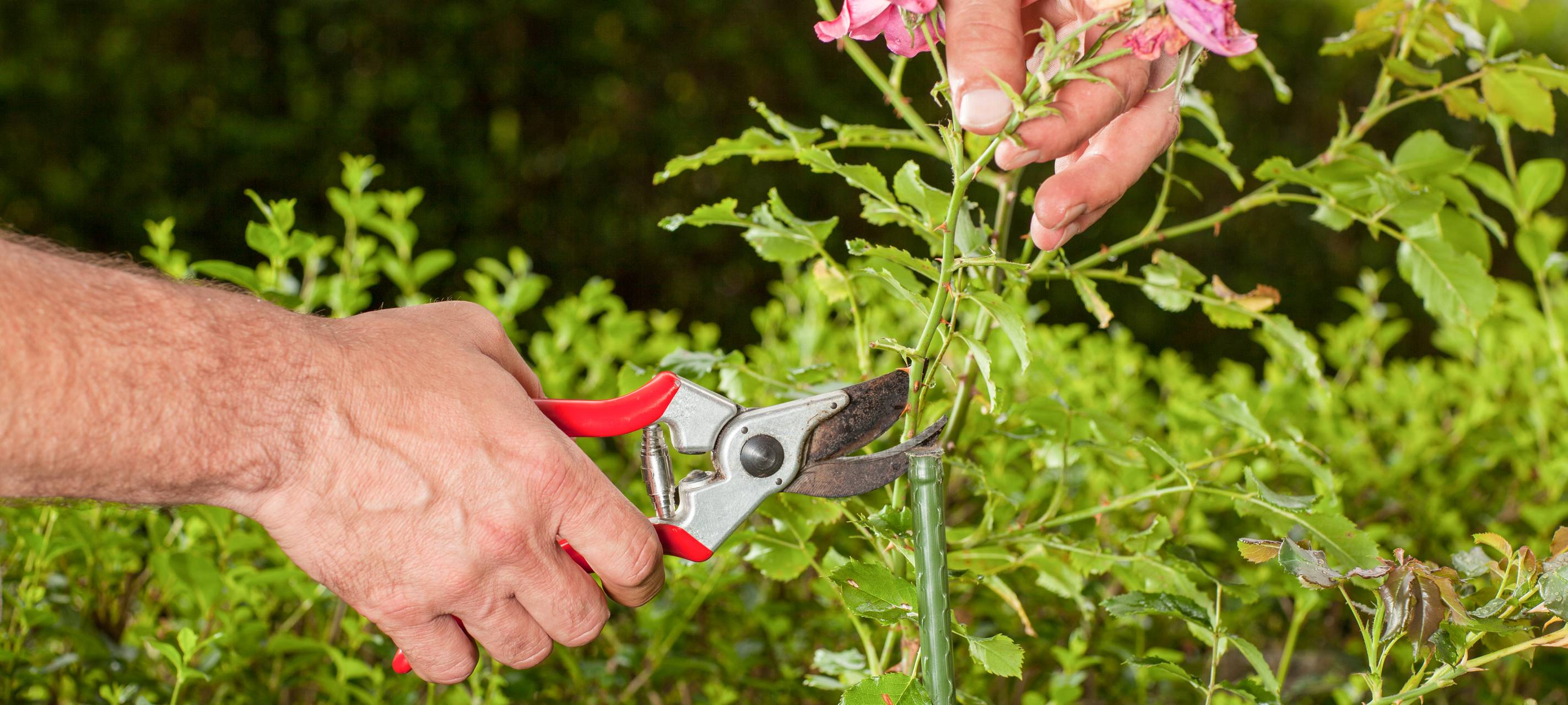 Neues Rettungskonzept für Kleingärten in Düsseldorf