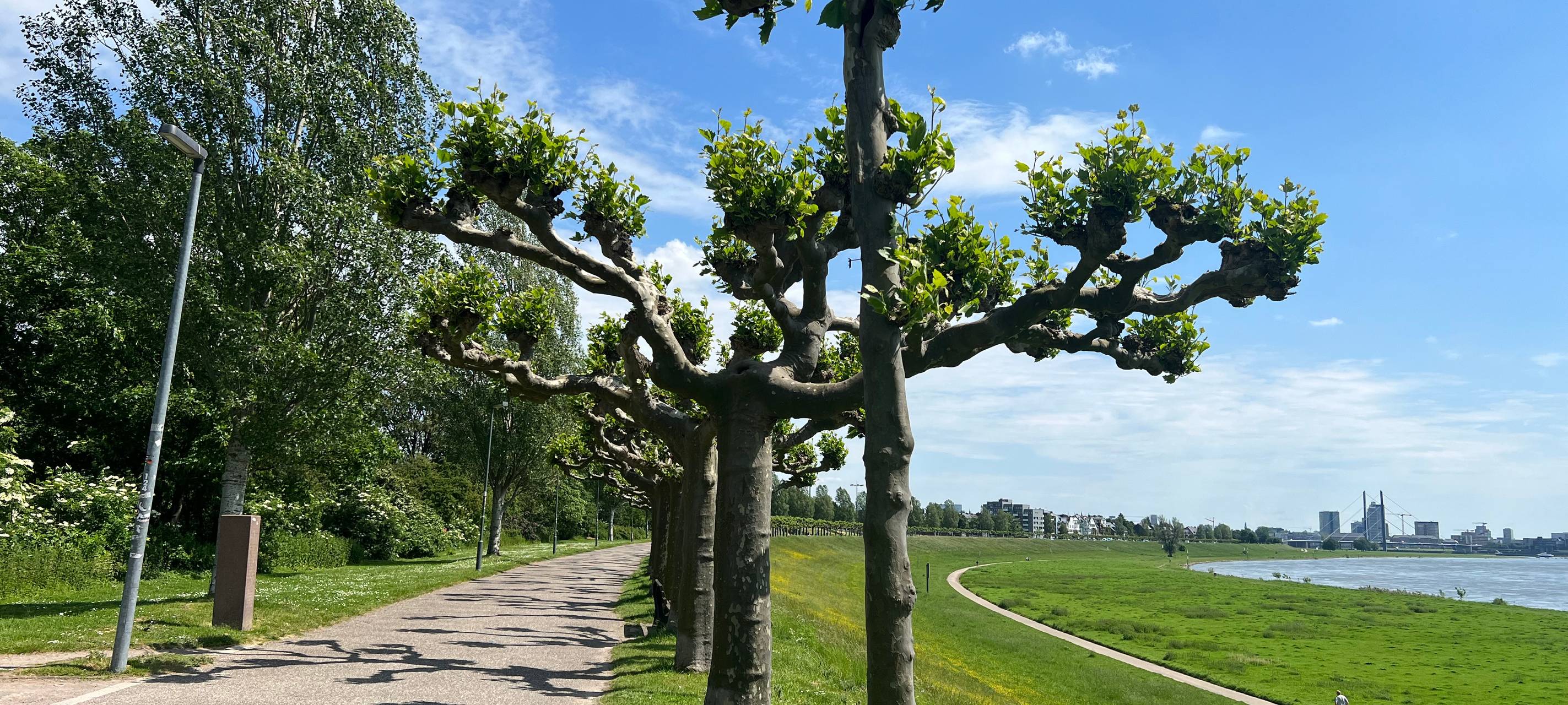 Stadtradeln in Düsseldorf & geführte Touren