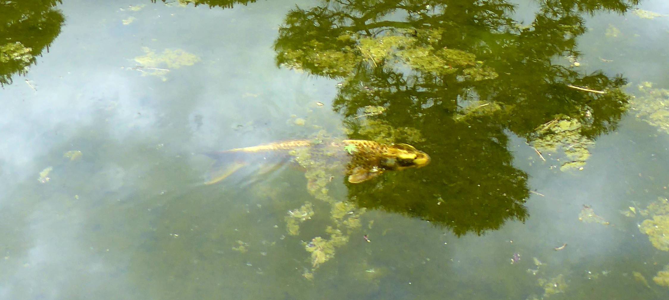 "Little Tokyo" - Düsseldorfs japanisches Viertel