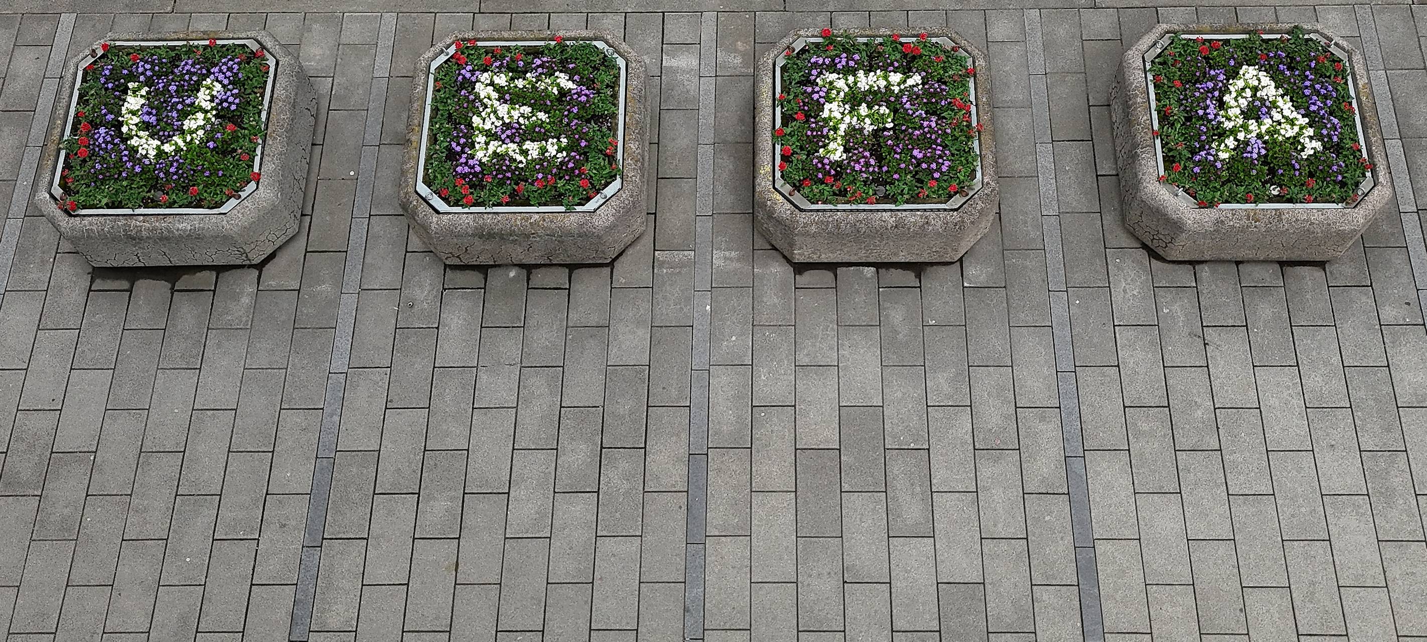 100.000 Sommerblumen in Düsseldorf