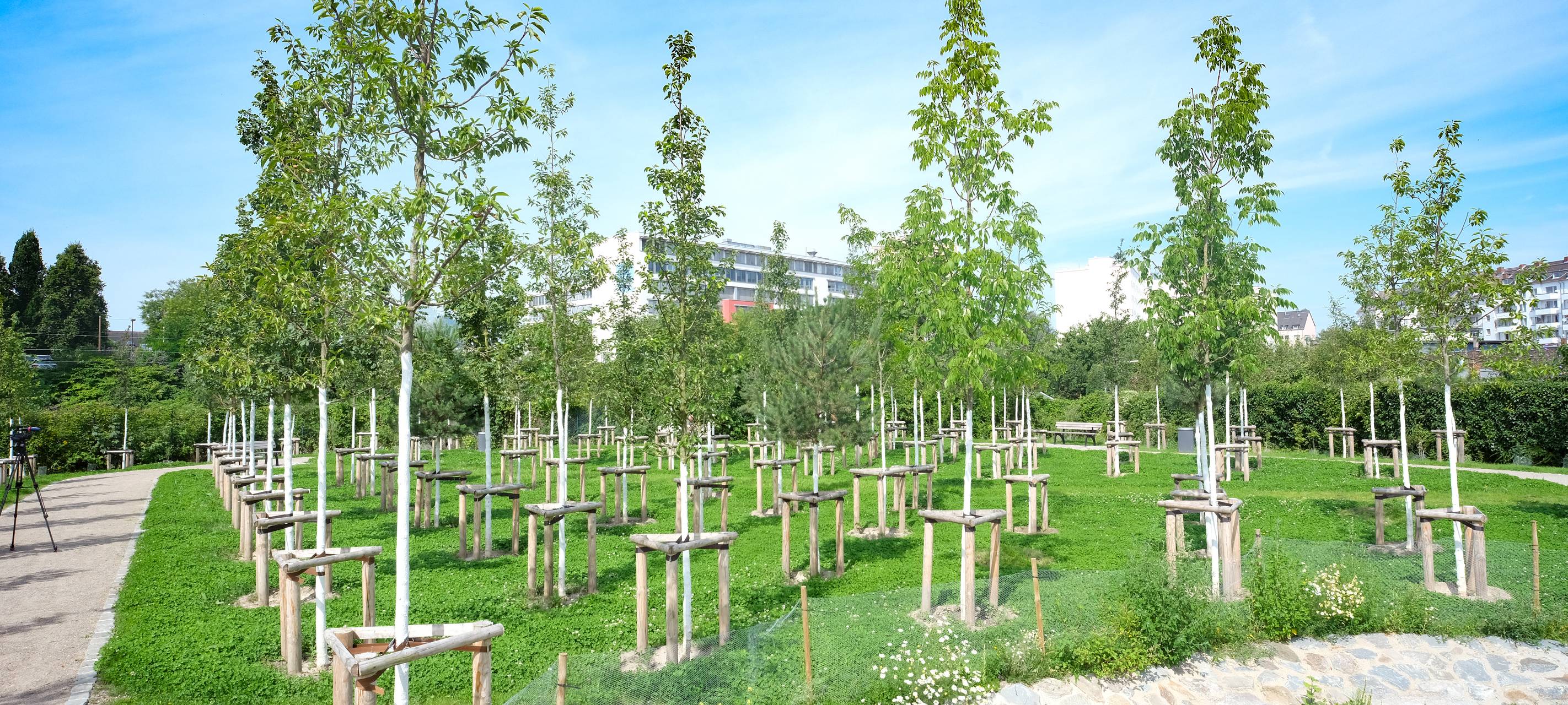 Viele kleine Bäume stehen auf einer grünen Wiese.