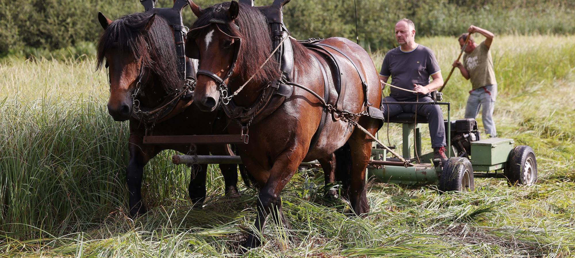 Düsseldorf-Eller: Pferde helfen in Eller beim Mähen