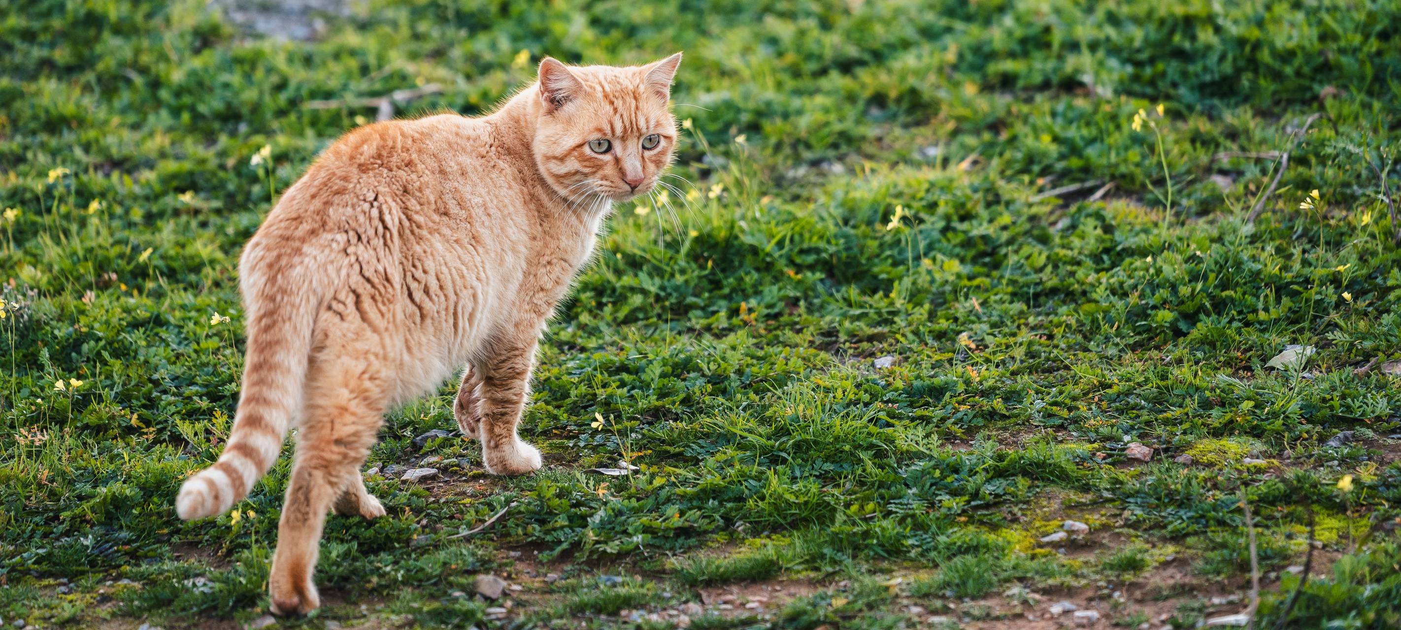 Stadt Düsseldorf warnt vor Mitnahme von Tieren