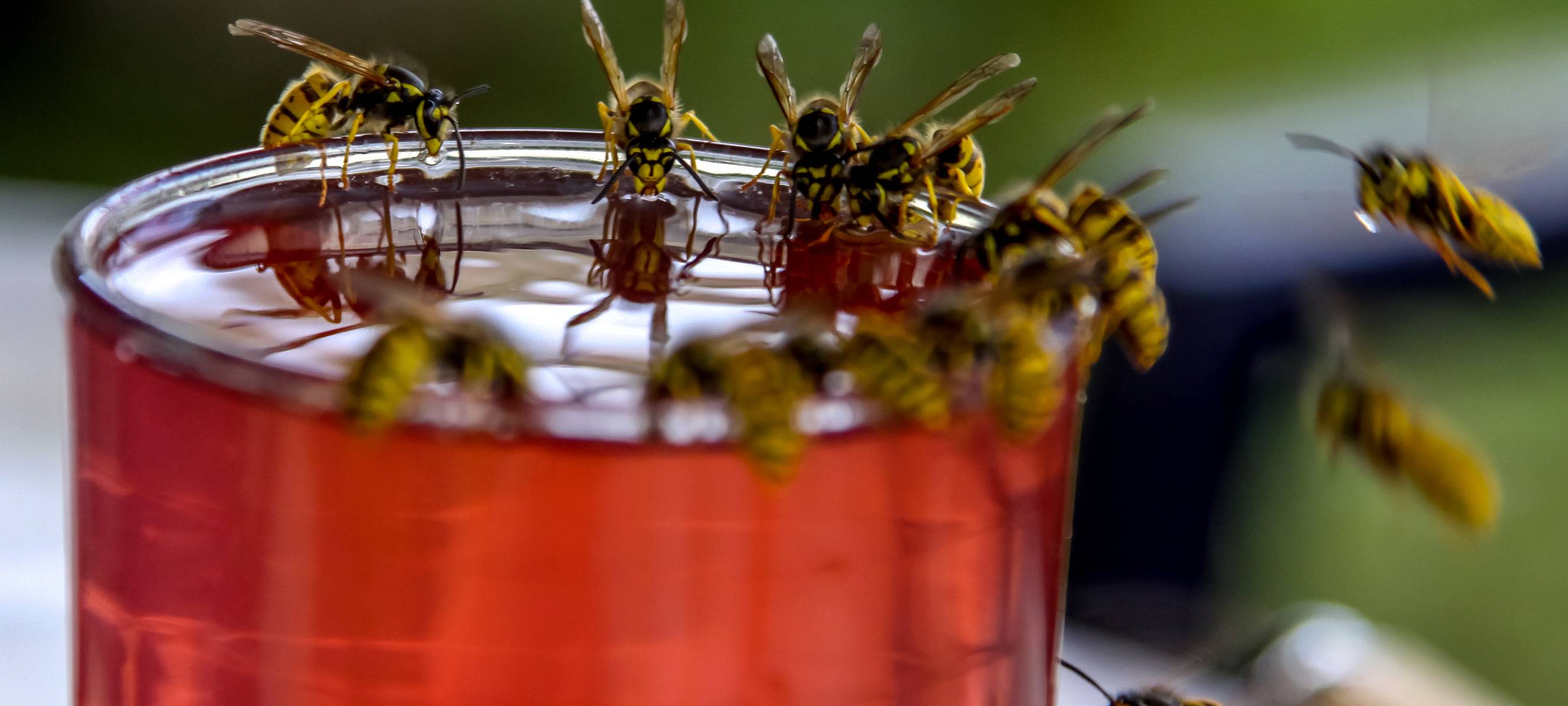 Düsseldorf: Tipps gegen Wespen
