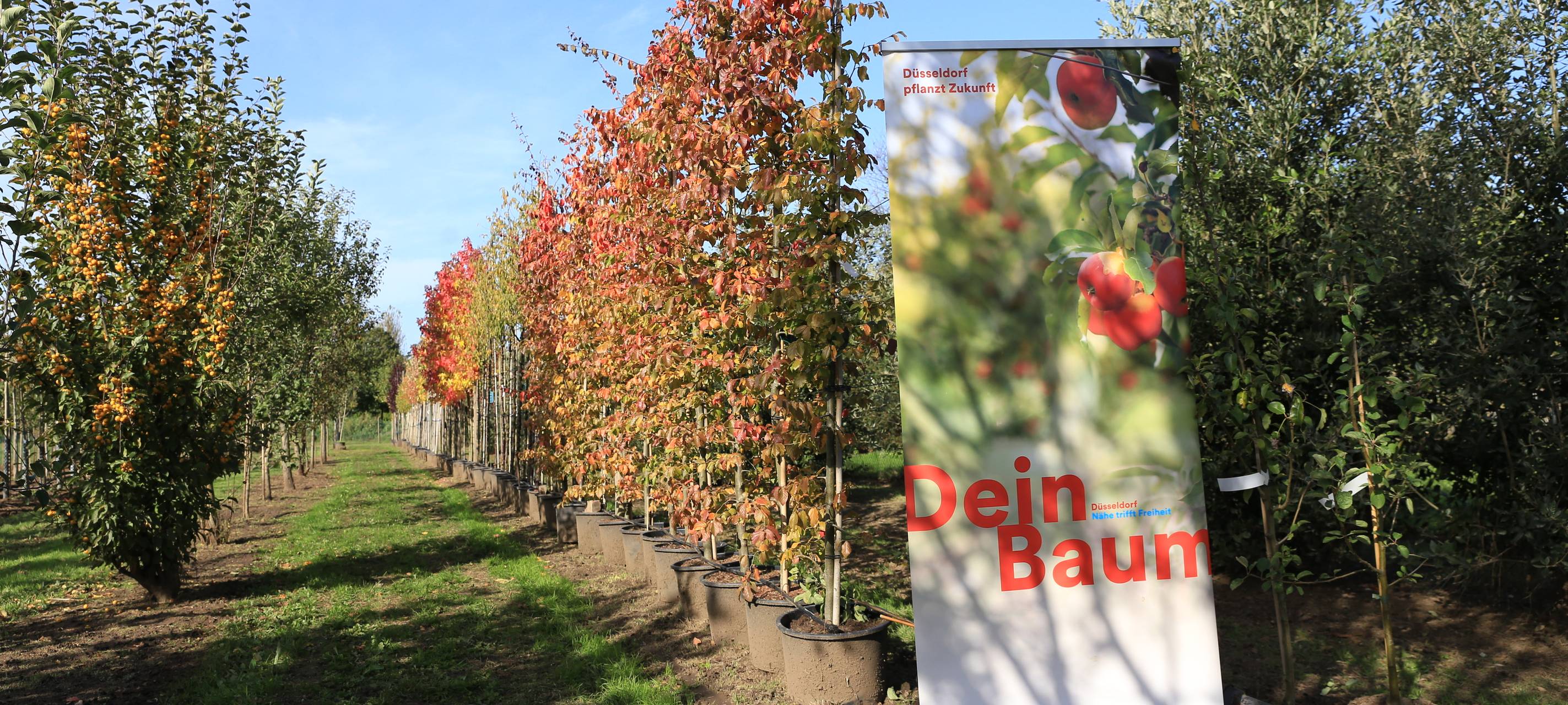 Ein Blick auf eine Baumschule der Stadt Düsseldorf. Dazu ein Banner der Aktion "Dein Baum".
