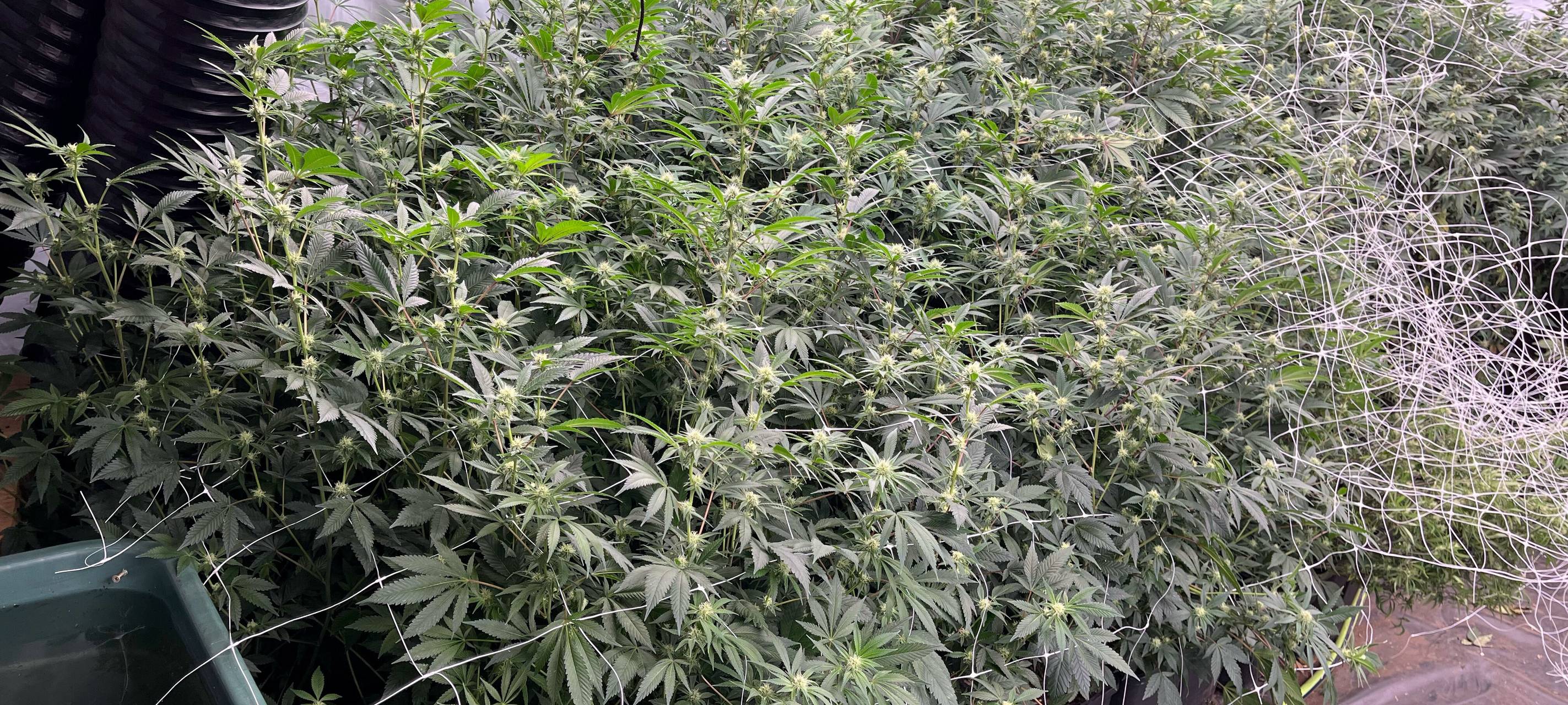 Hanfpflanzen, die von der Polizei sichergestellt wurden.