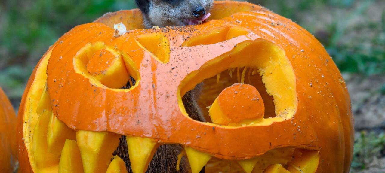 Kürbisse länger halten: Diese Lifehacks solltet ihr kennen