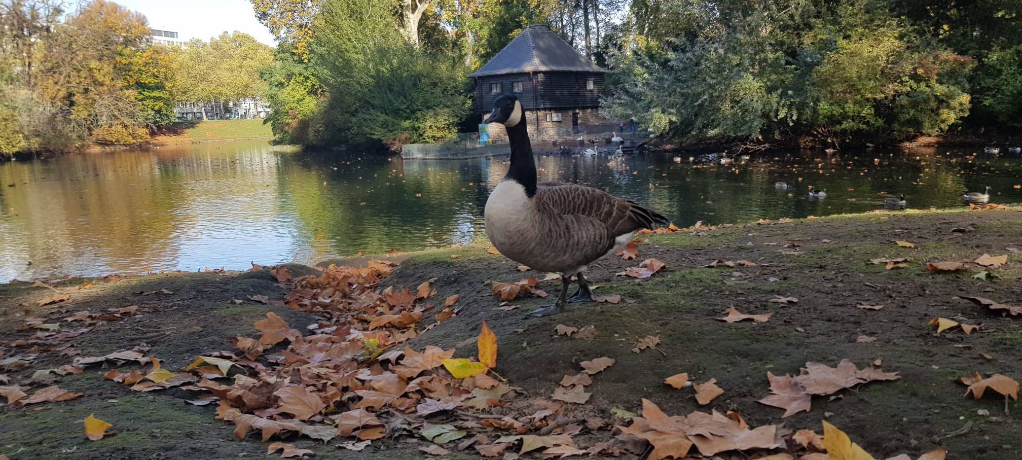 Wieder mehr Gänse in Düsseldorf