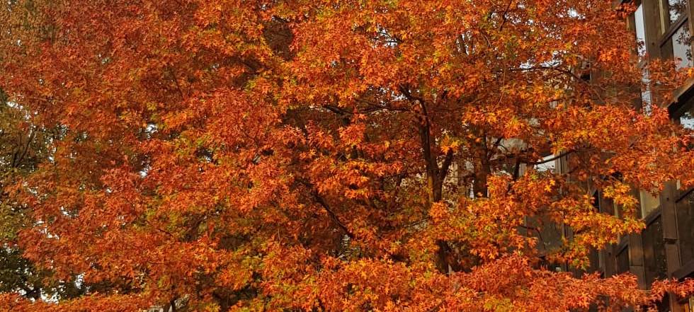 Ein rötlich leuchtender und herbstlicher Baum.