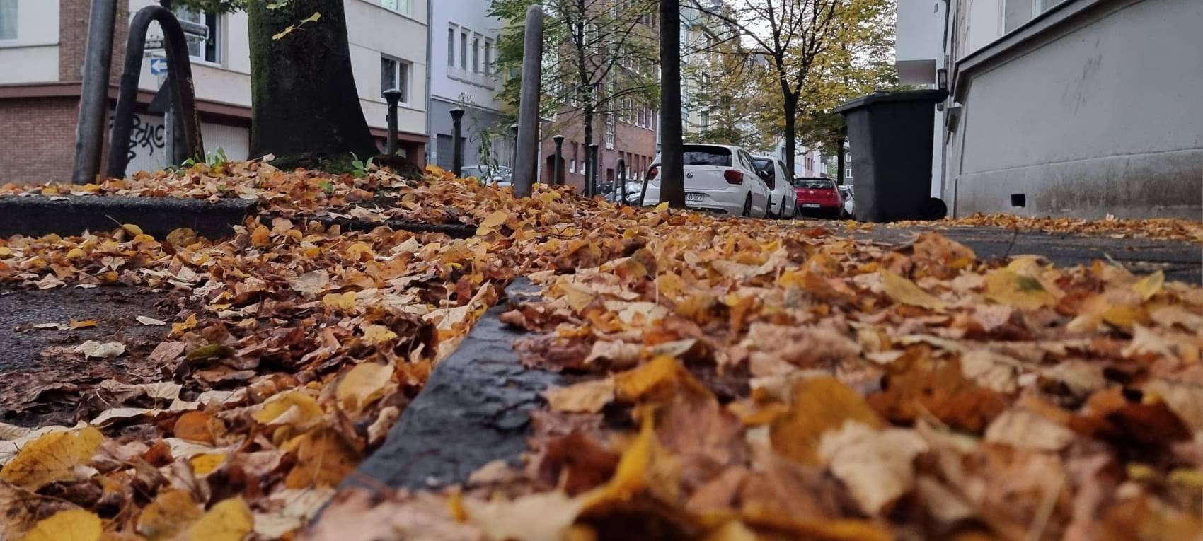 Laub liegt auf dem Boden, daneben ein Baum. Im Hintergrund steht ein Auto.