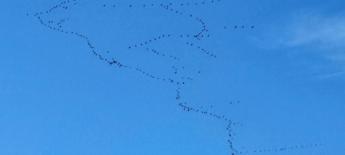 Kraniche fliegen in einer breiten Formation über Düsseldorf. Der Himmel ist blau.