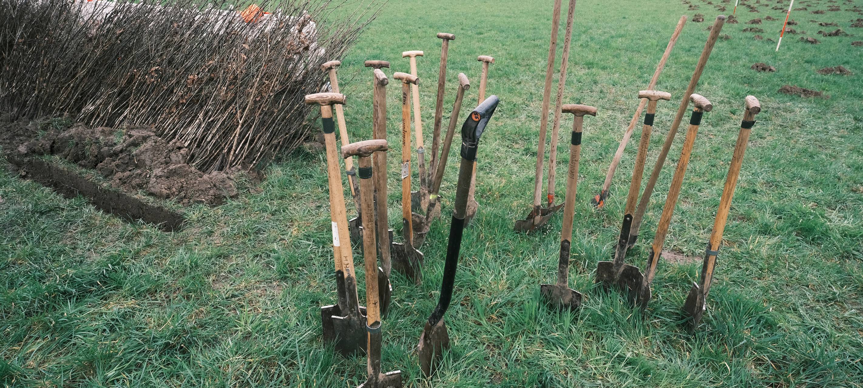 Schaufeln und junge Bäume stehen bereit. Die Bäume sollen mit den Schaufeln den Stadtwäldern Düsseldorfs gepflanzt werden.